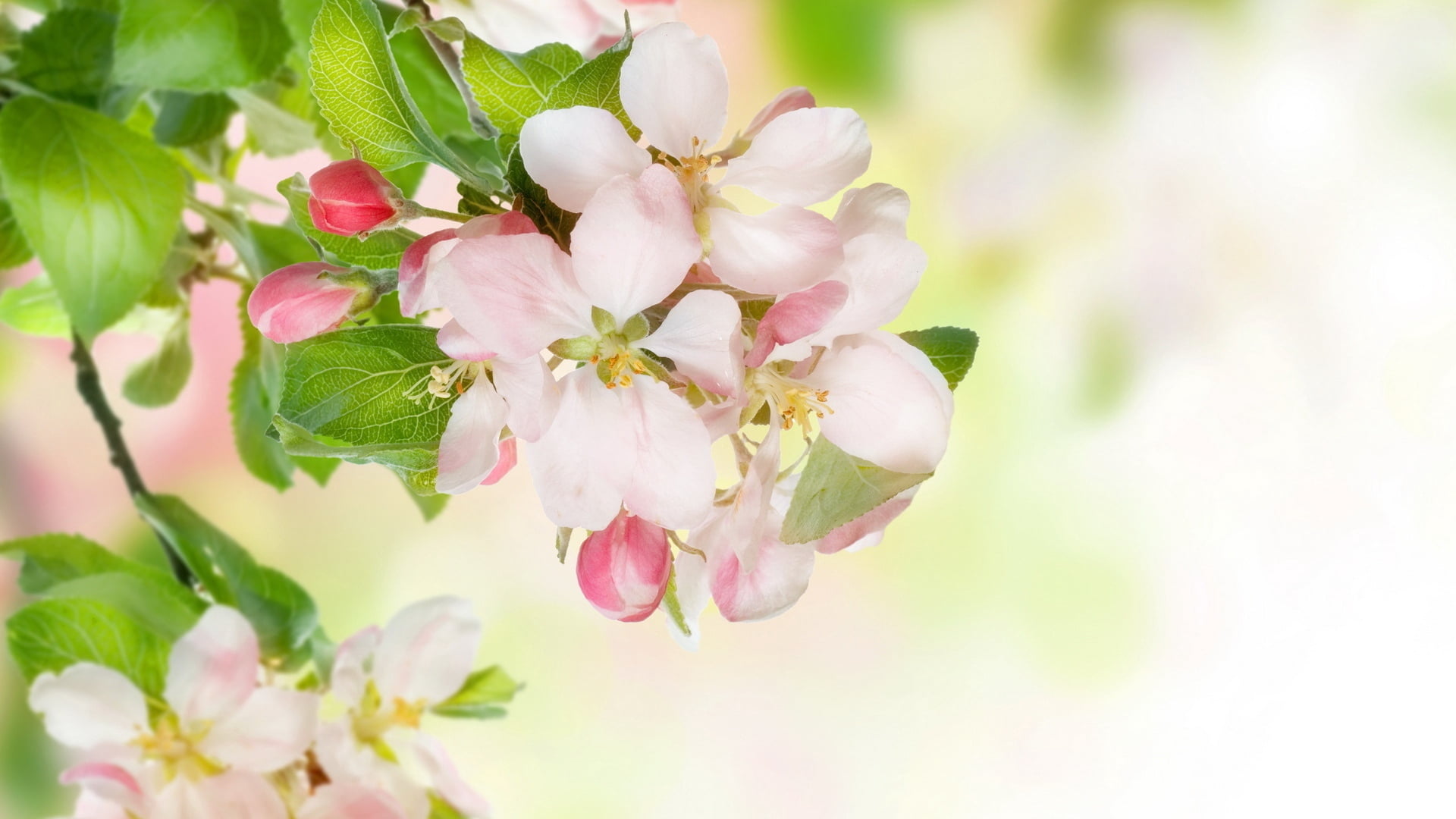 focus on foreground, springtime, freshness, plant part, plant, pollen, pink color, flower head, nature, no people, flowering plant, tree, white, petal, HD Wallpaper