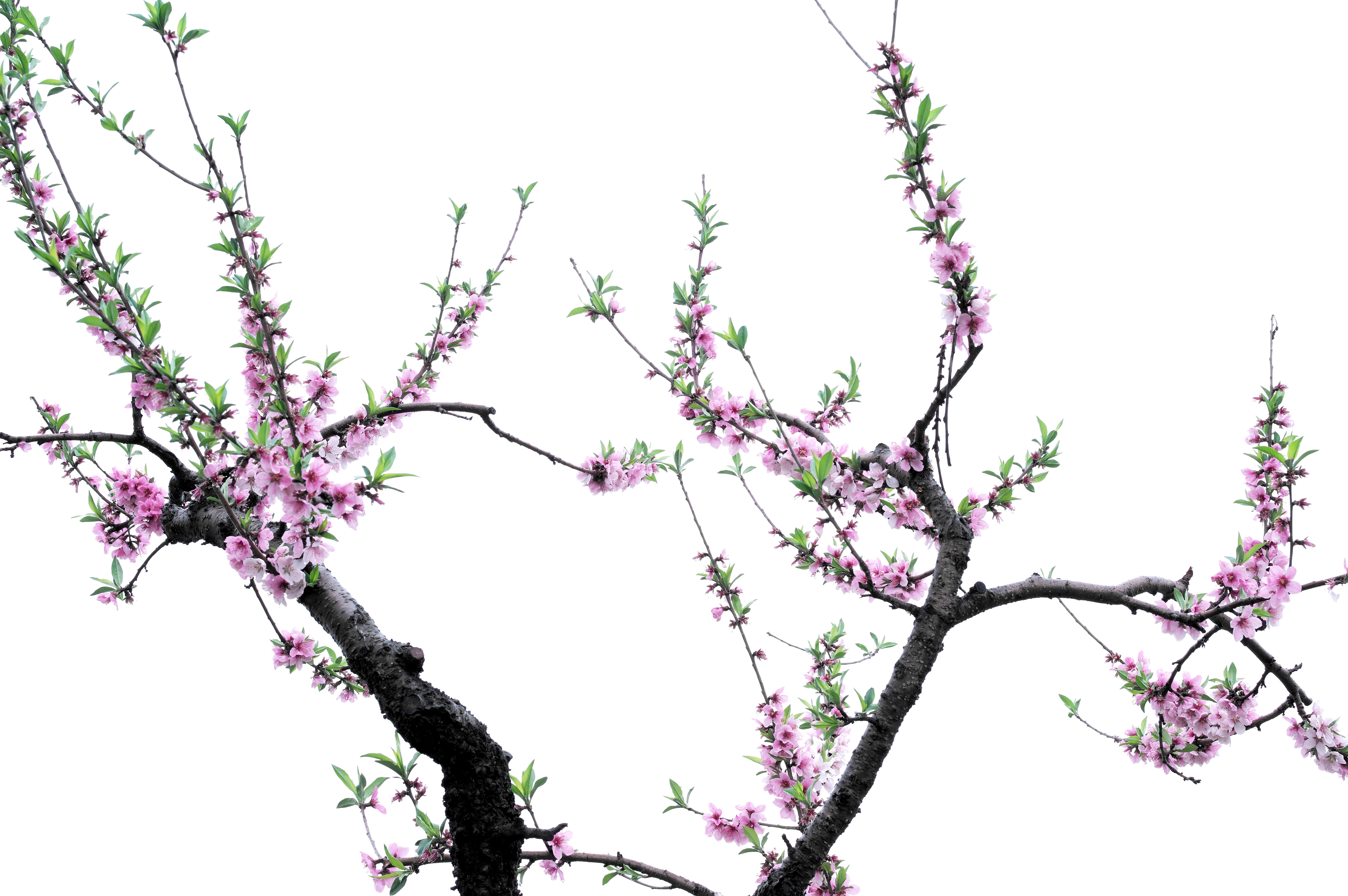 vulnerability, blossom, a fruit garden, flowers, a peach blossom, spring, plant, plants, flowering plant, rain, cherry tree, sky, no people, growth, clear sky, HD Wallpaper