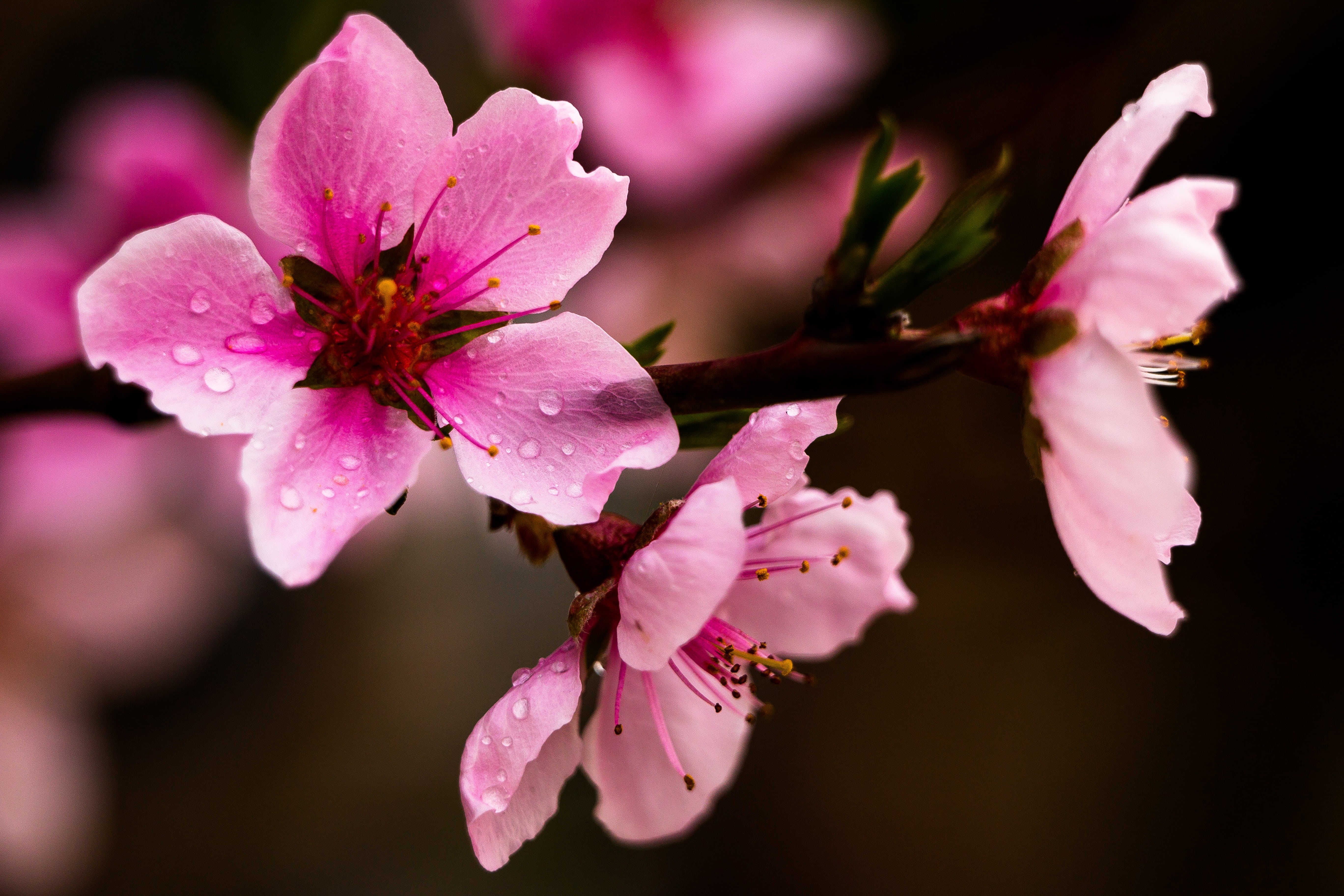 color, flower, pink, flowering plant, peach, springtime, outdoors, nature, pink Color, beauty In Nature, inflorescence, cherry tree, dew, pollen, flower Head, HD Wallpaper