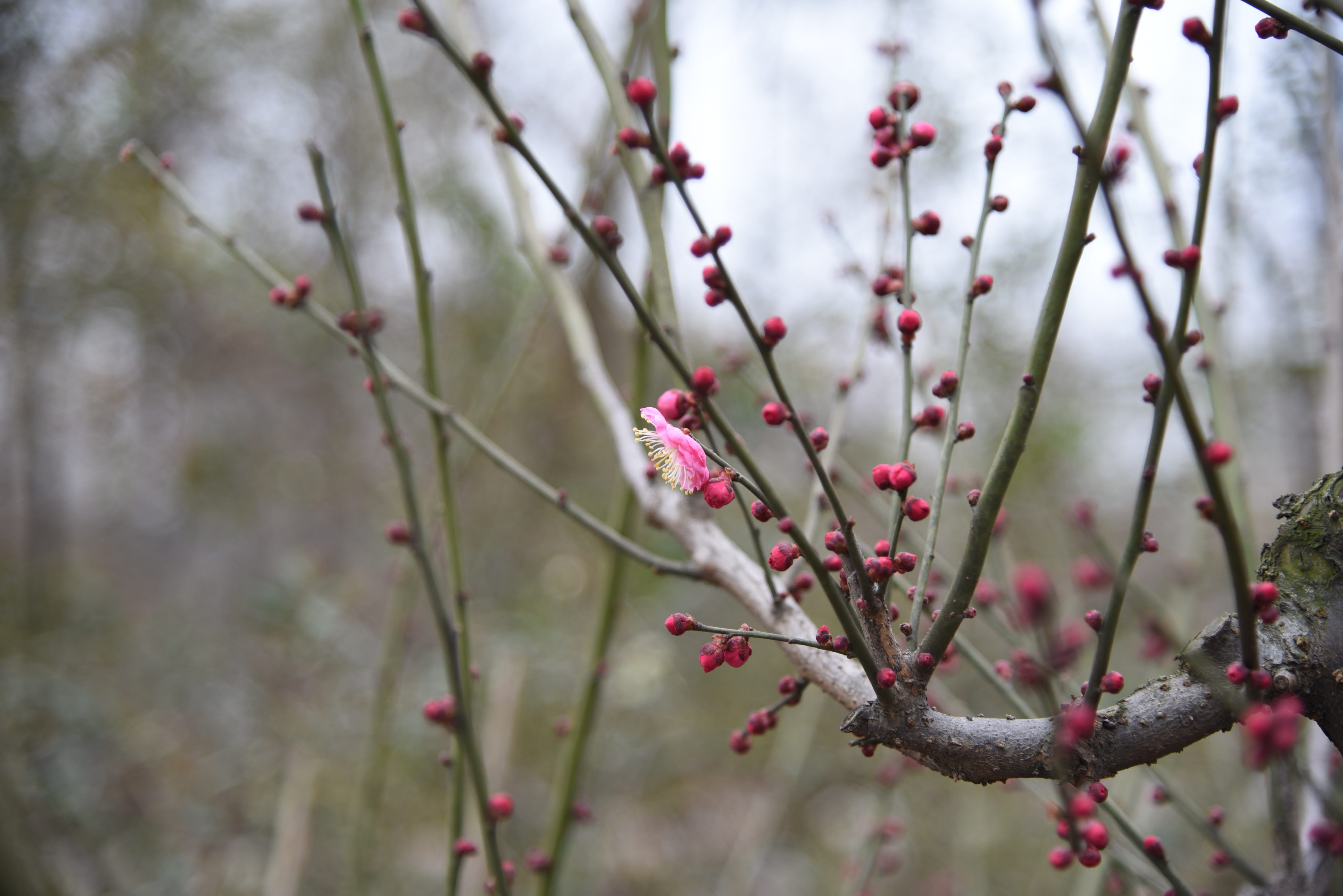outdoors, vulnerability, plant, nature, branch, close-up, fruit, springtime, flowering plant, peach blossom, no people, flower, 5K, focus on foreground, HD Wallpaper