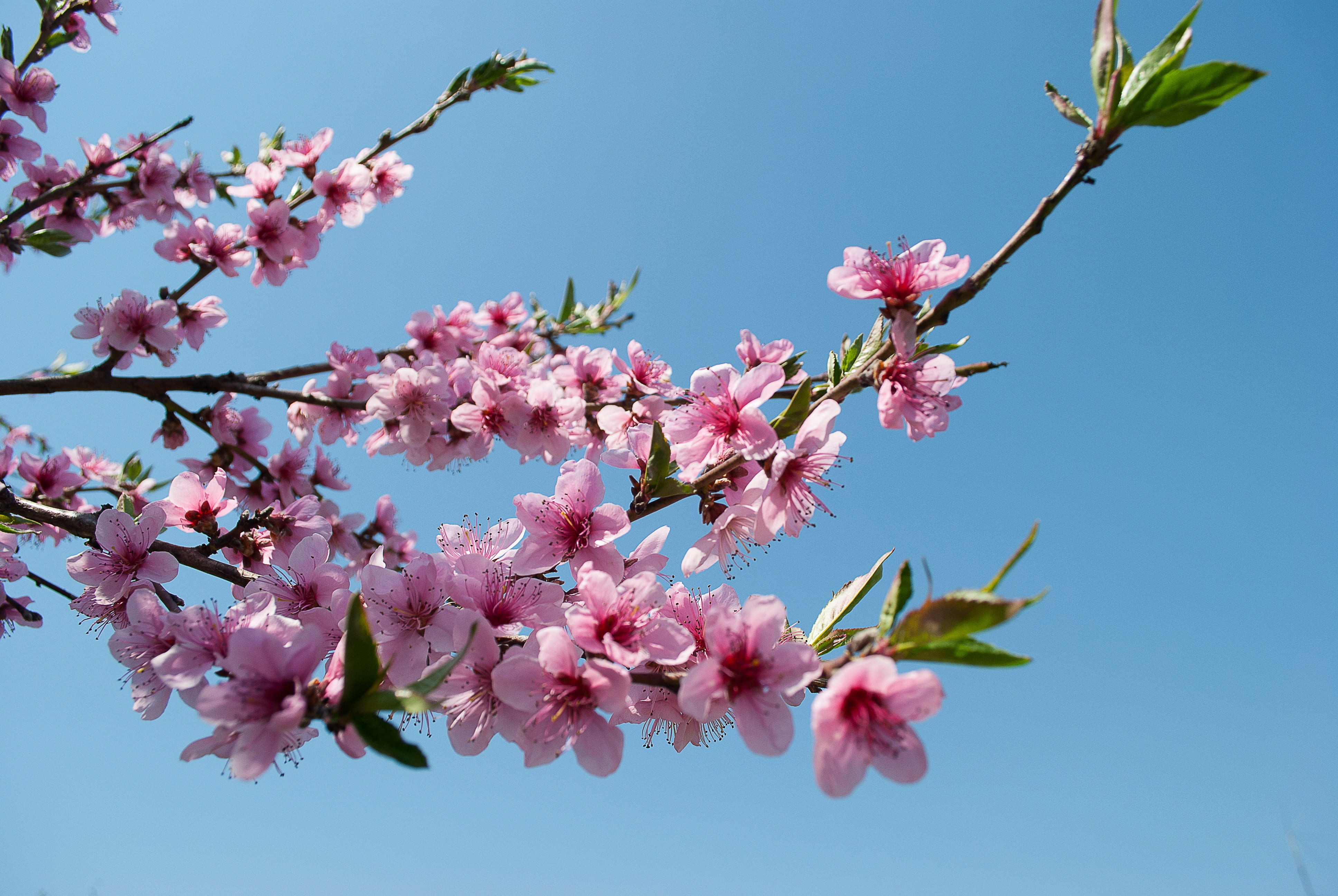 blue, petal, peach blossoms, flower, clear sky, spring, plant, pink color, flower head, sky, cherry tree, beautiful flower, flowering plant, garden, petals, HD Wallpaper