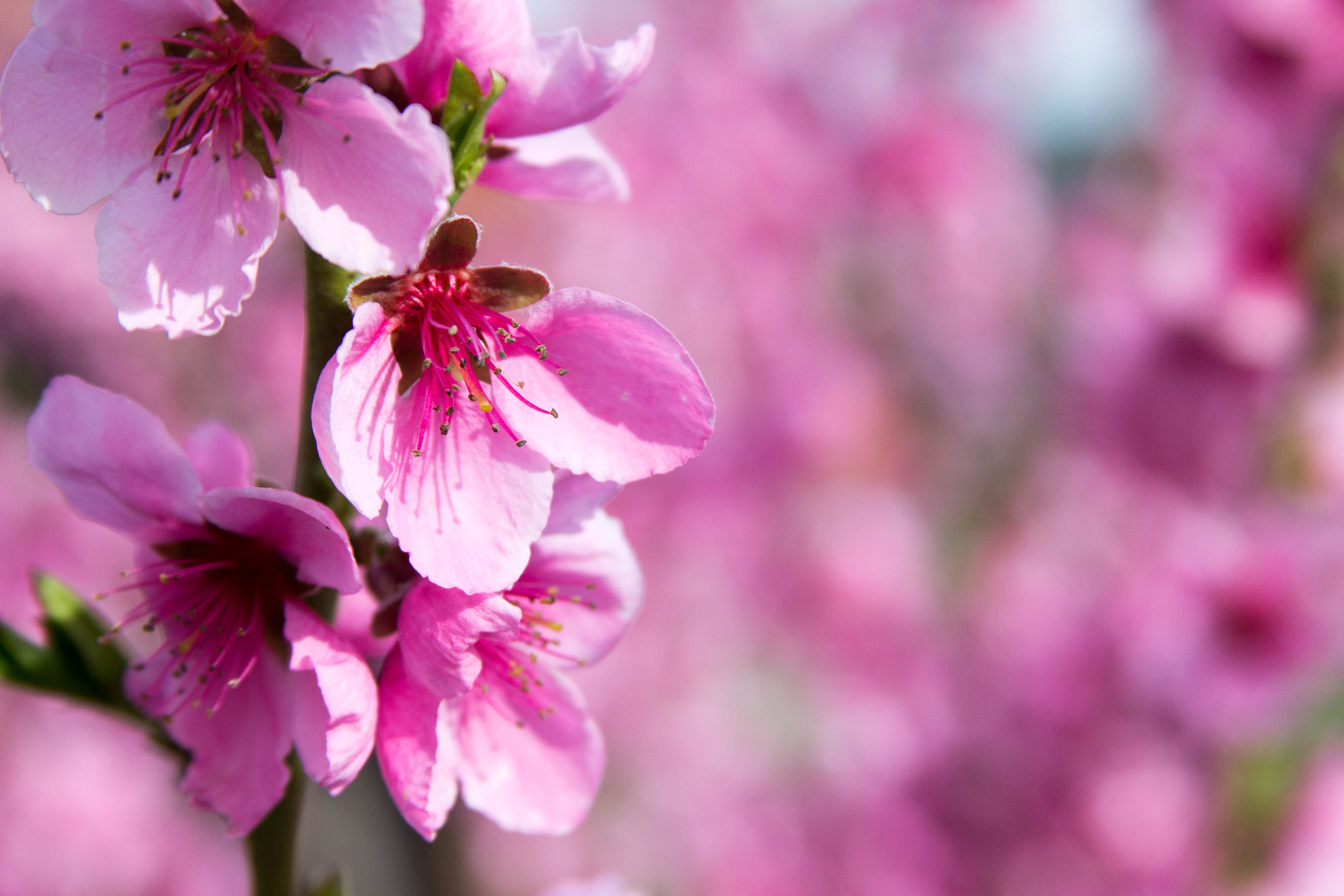 pink, plant, beauty in nature, focus on foreground, bloom, outdoors, inflorescence, springtime, pollen, tree, vulnerability, peach blossom, blossom, cherry tree, HD Wallpaper