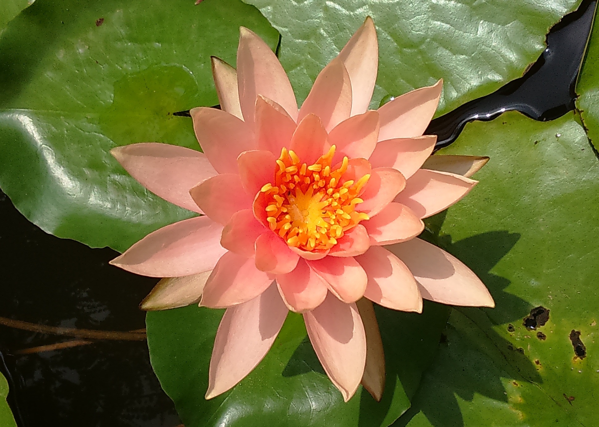 lily, india, inflorescence, 1080P, freshness, nymphaeaceae, water, no people, dharwad, close-up, plant part, flowering plant, floral, vulnerability, lutos, HD Wallpaper