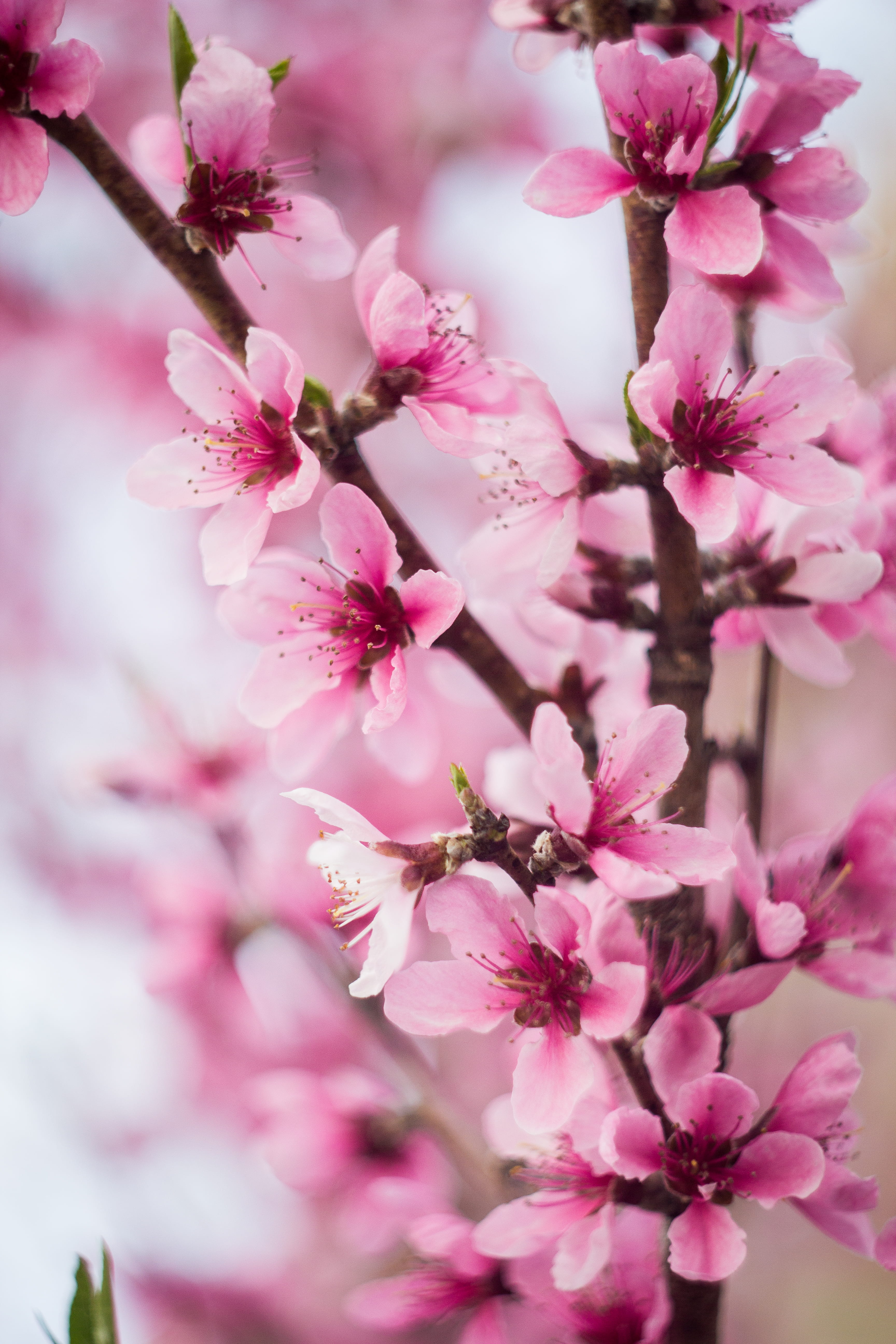 trees, mostyshche, vulnerability, spring, eco, beauty in nature, tree, garden, rose, no people, cherry blossom, freshness, pink color, gardening, ukraine, Phone HD Wallpaper