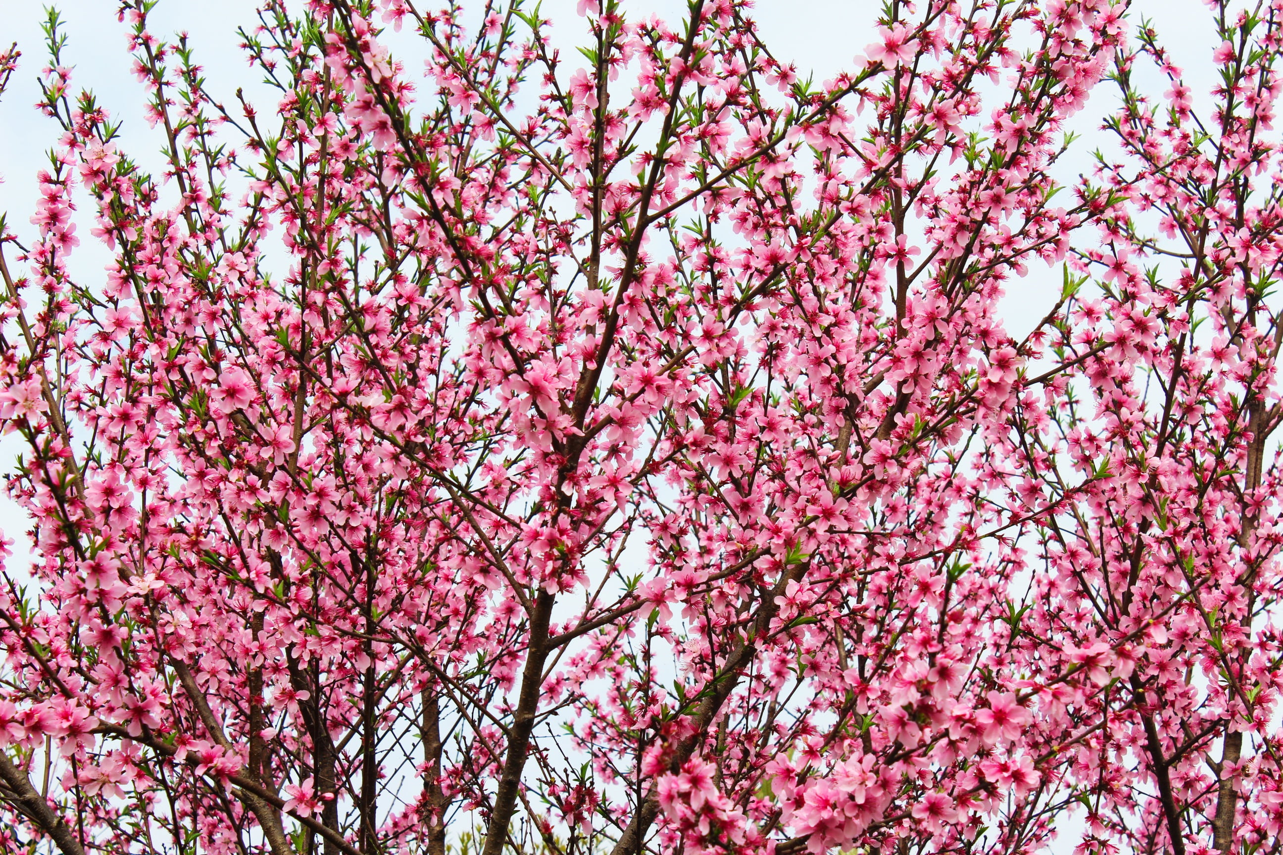 fragility, no people, freshness, low angle view, flower, nature, day, beauty in nature, flower Head, blossom, tree, spring, flowering plant, branch, plant, HD Wallpaper