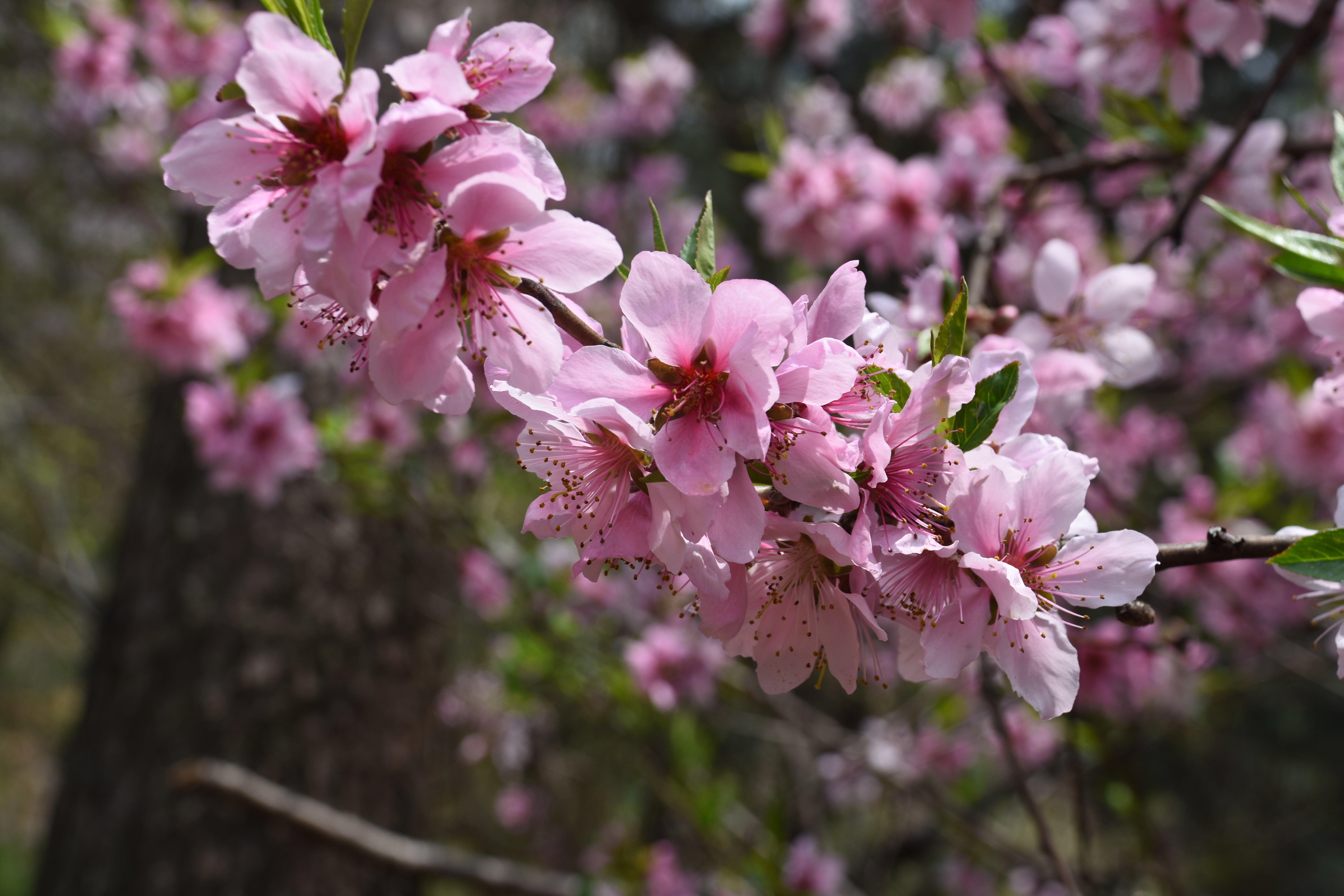 day, beauty in nature, spring, flower, branch, cherry tree, pink color, fragility, cherry blossom, outdoors, flower head, pollen, no people, plant, vulnerability, HD Wallpaper
