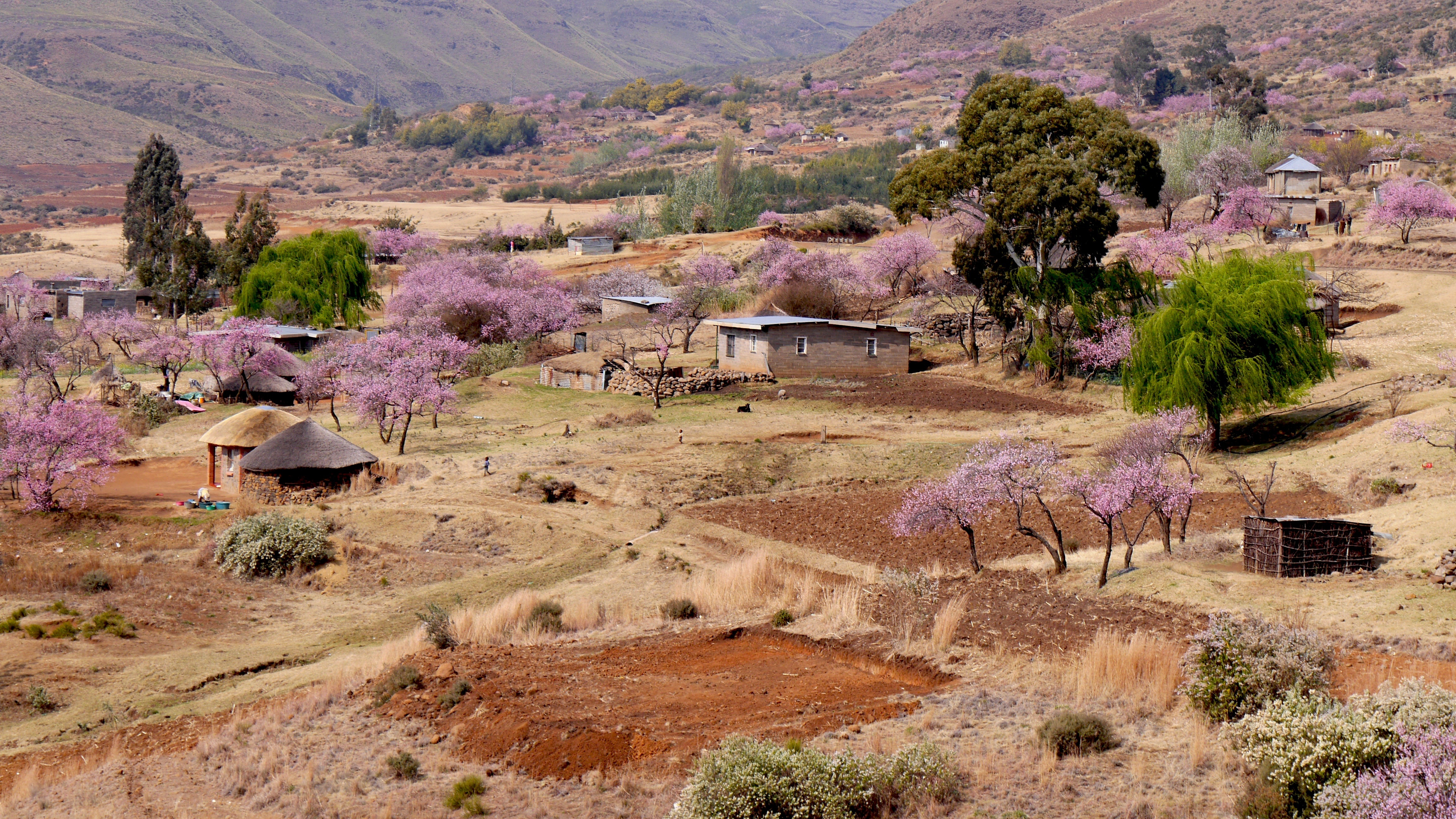 plant, trees, building, nature, mountain, spring, land, scenics - nature, growth, near, landscape, house, building exterior, no people, peach blossom, high angle view, HD Wallpaper
