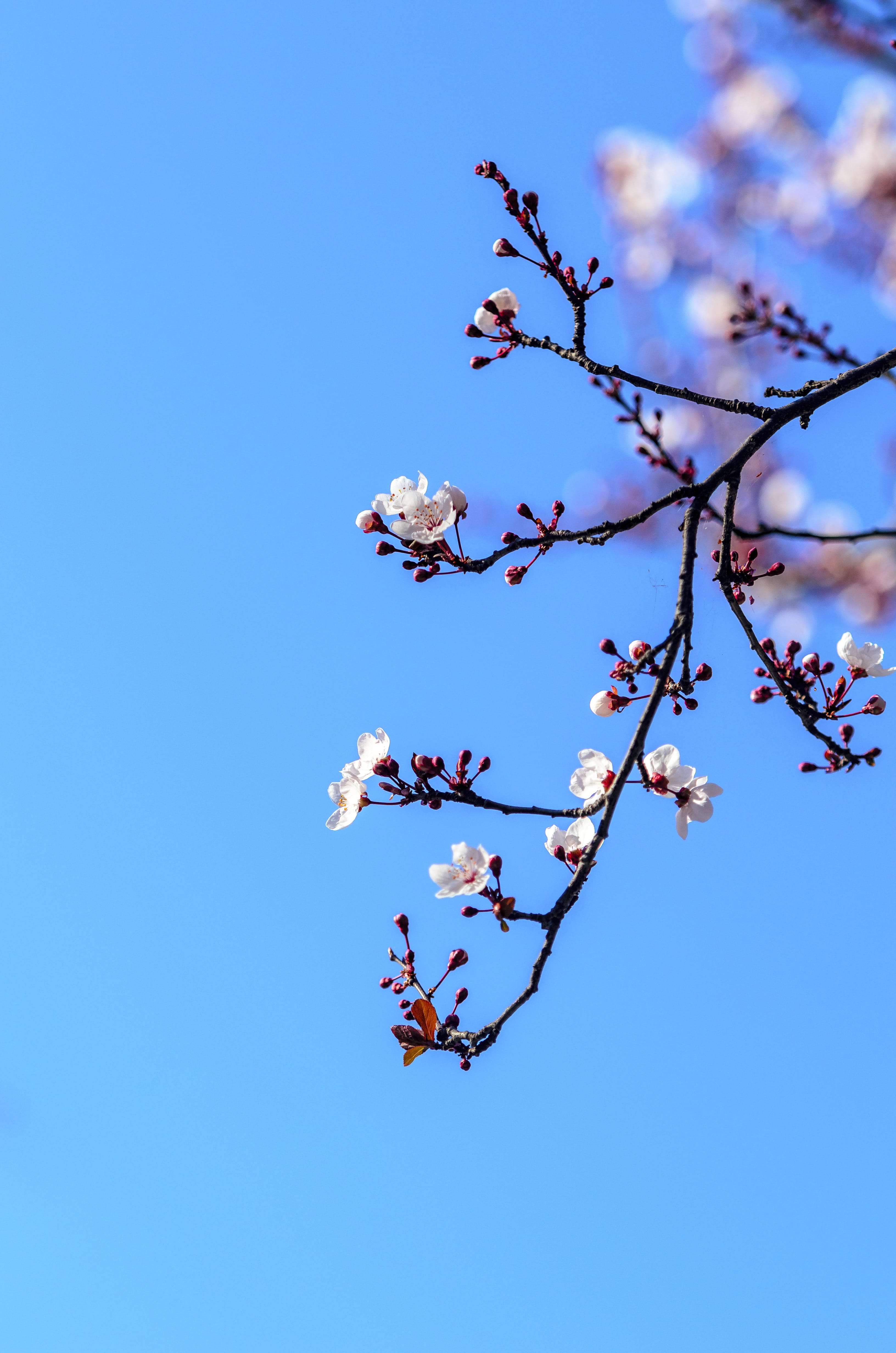garden, flowering plant, tree, sky, branch, vulnerability, 4K, cherry blossom, no people, spring, beautiful, flower head, fragility, blue, freshness, blossom, Phone HD Wallpaper