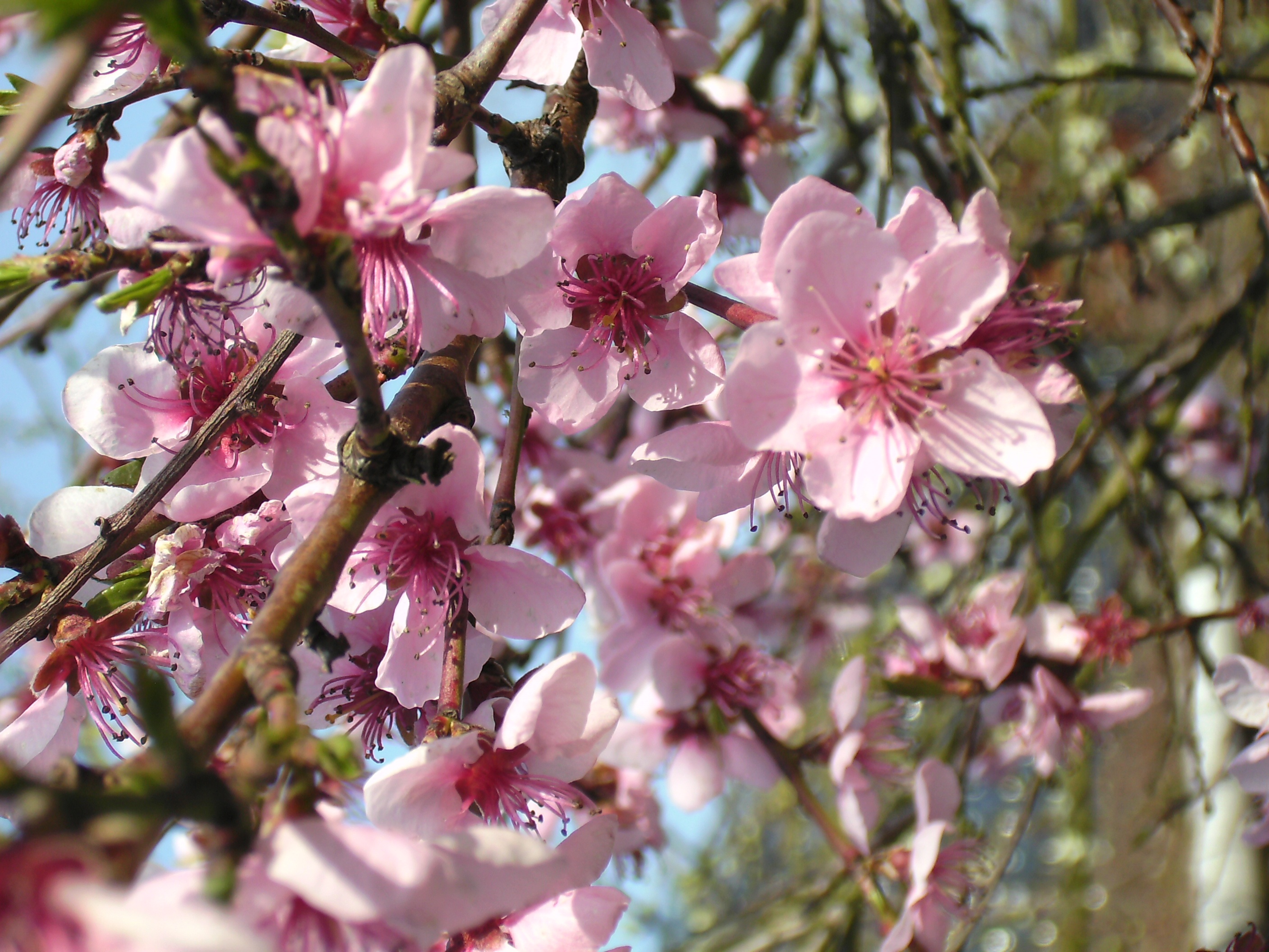 fragility, vulnerability, no people, freshness, springtime, close-up, cherry tree, pink, peach blossom, outdoors, bunch of flowers, flowering plant, tree, HD Wallpaper