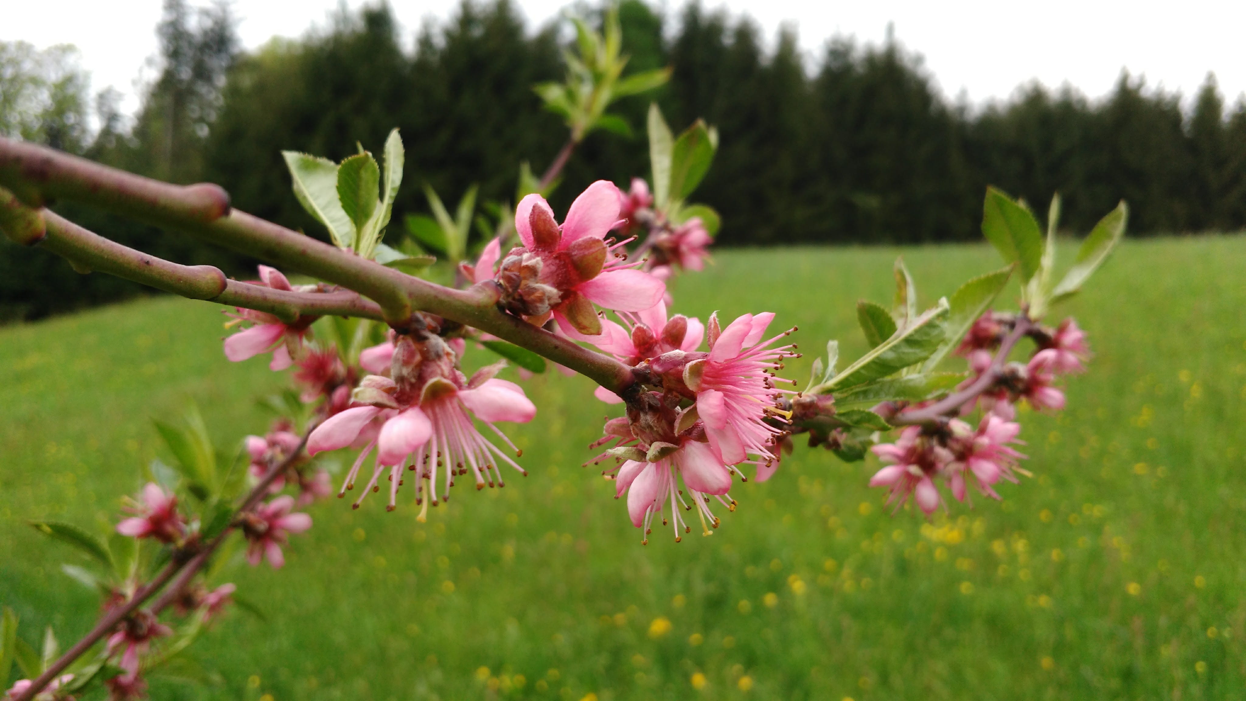 no people, tree, close-up, outdoors, focus on foreground, blossom, plant, pink color, 4K, vulnerability, green color, flowering plant, spring, growth, HD Wallpaper