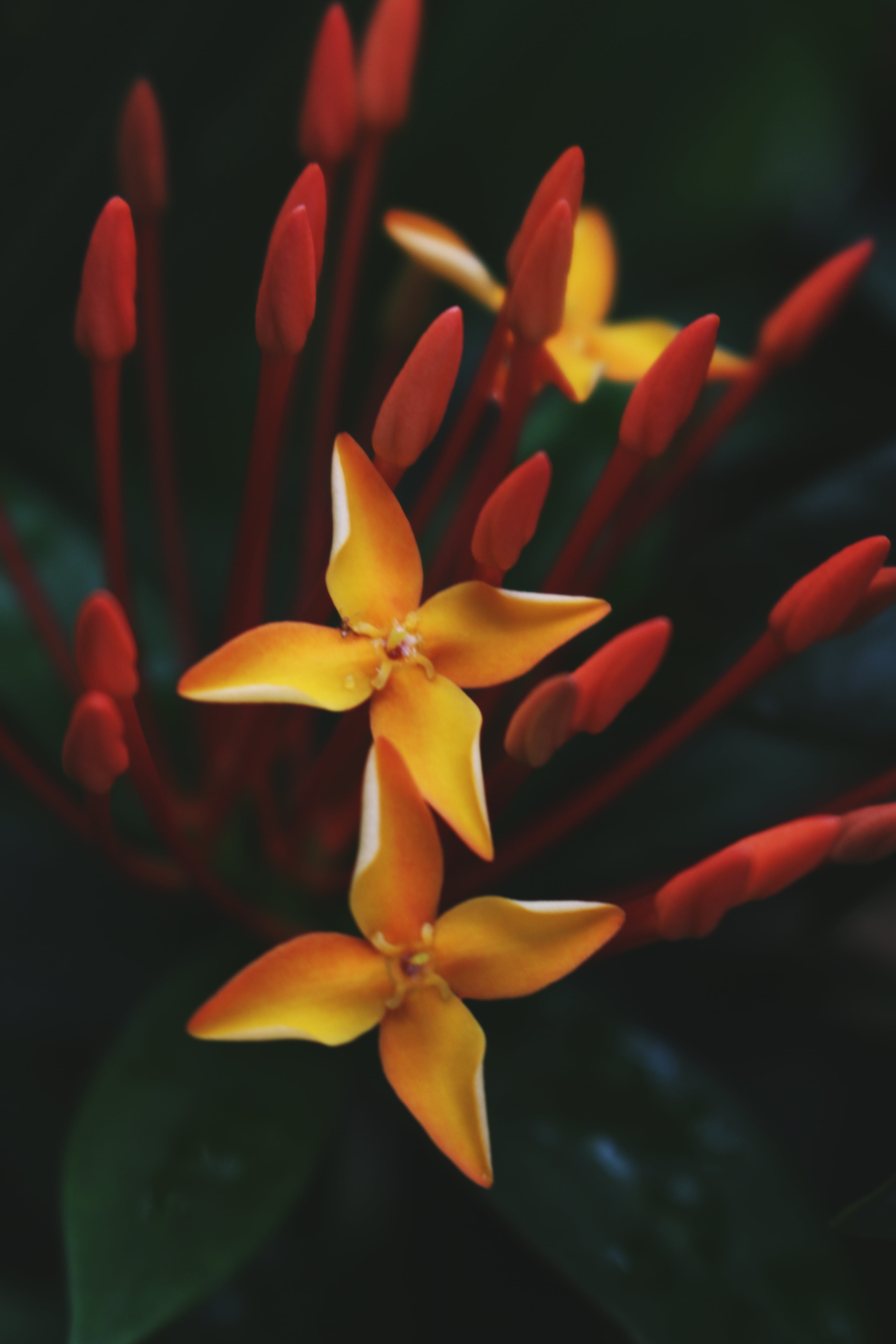 photo, no people, pink, closeup, macro, petals, flower head, 5K, photography, close-up, flower, stalks, ixora, freshness, inflorescence, focus on foreground, Phone HD Wallpaper