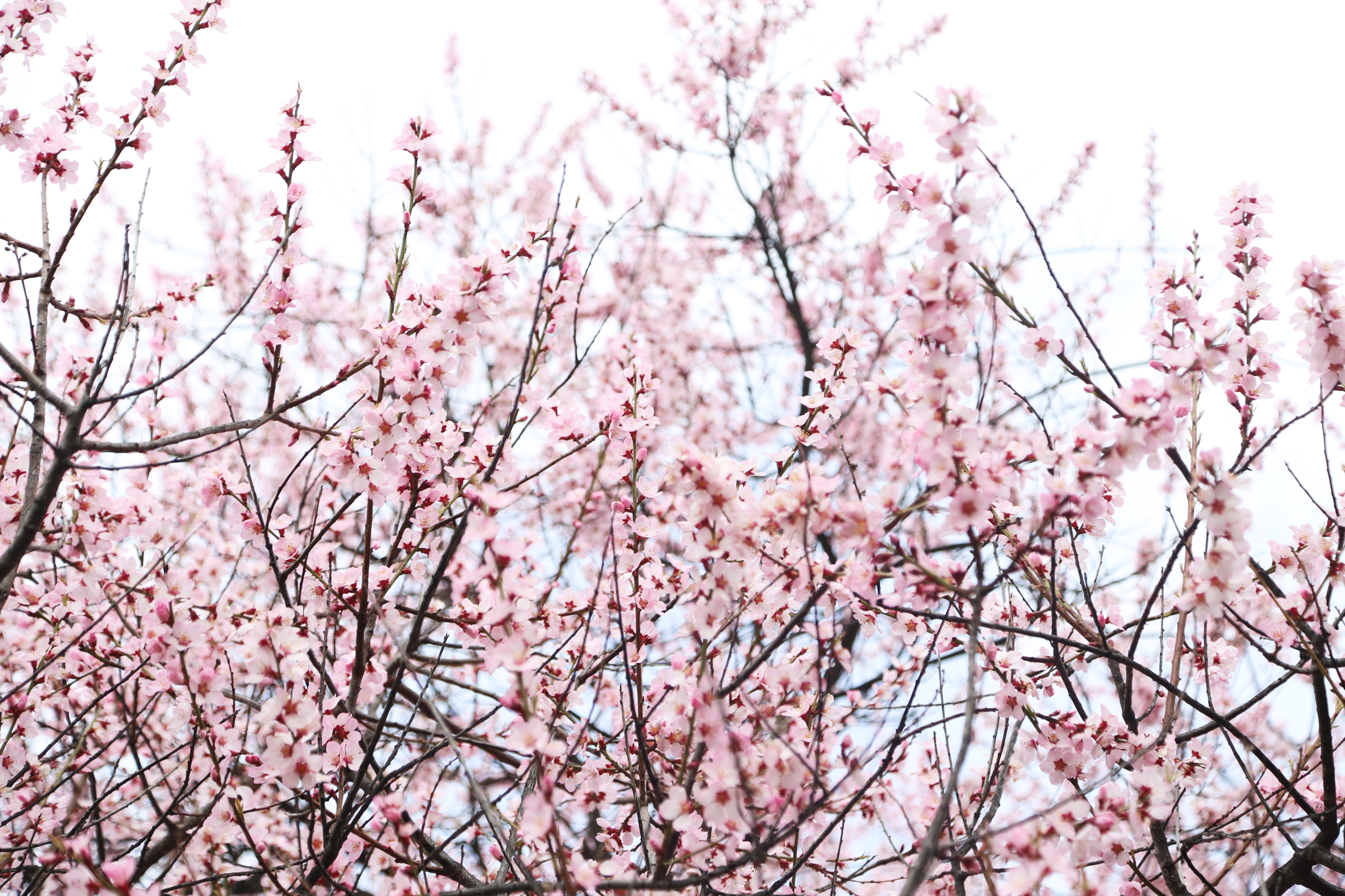 growth, branch, beauty in nature, 5K, spring, nature, blossom, no people, clear sky, plant, nyingchi, freshness, flowering plant, sky, cherry tree, tree, HD Wallpaper