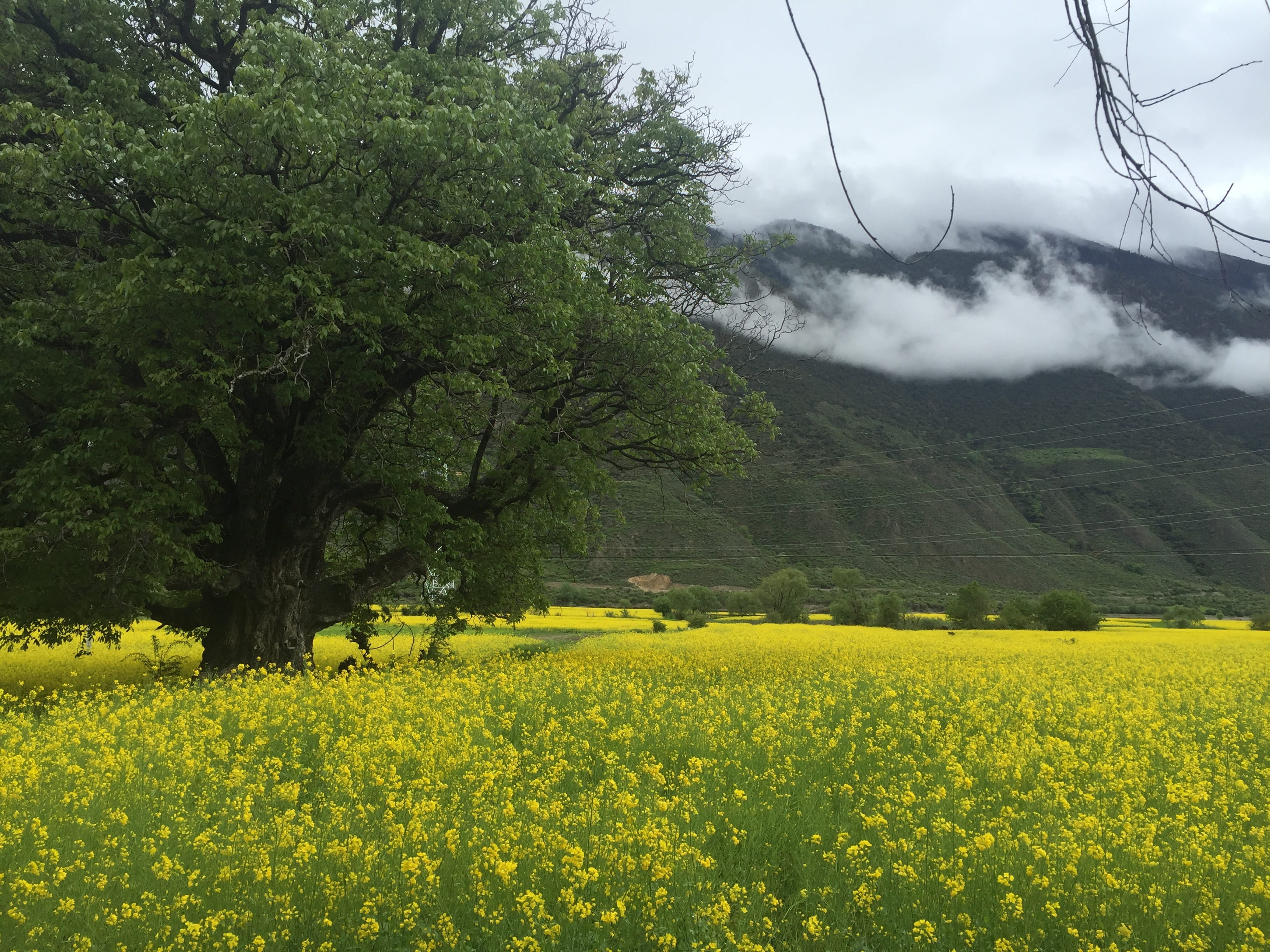 field, plant, tranquility, nature, Snow Mountain, agriculture, beauty in nature, day, flower, Tibet, outdoors, tree, growth, flowering plant, tranquil scene, HD Wallpaper