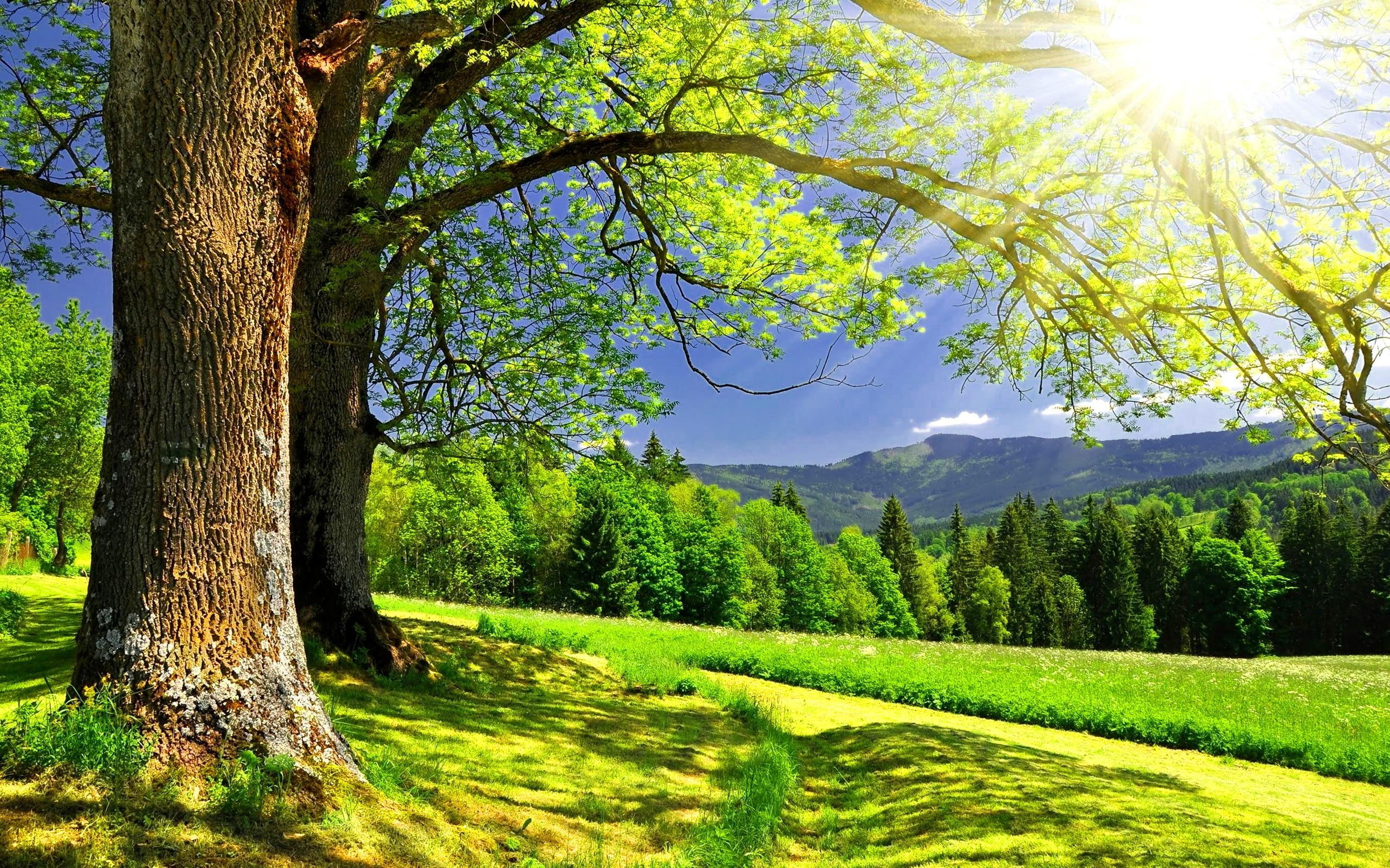 nice, rays, hills, 2K, golden, grass, sun, meadow, beautiful, mountain, clear, dazzling, greenery, sunny, lovely, bright, HD Wallpaper