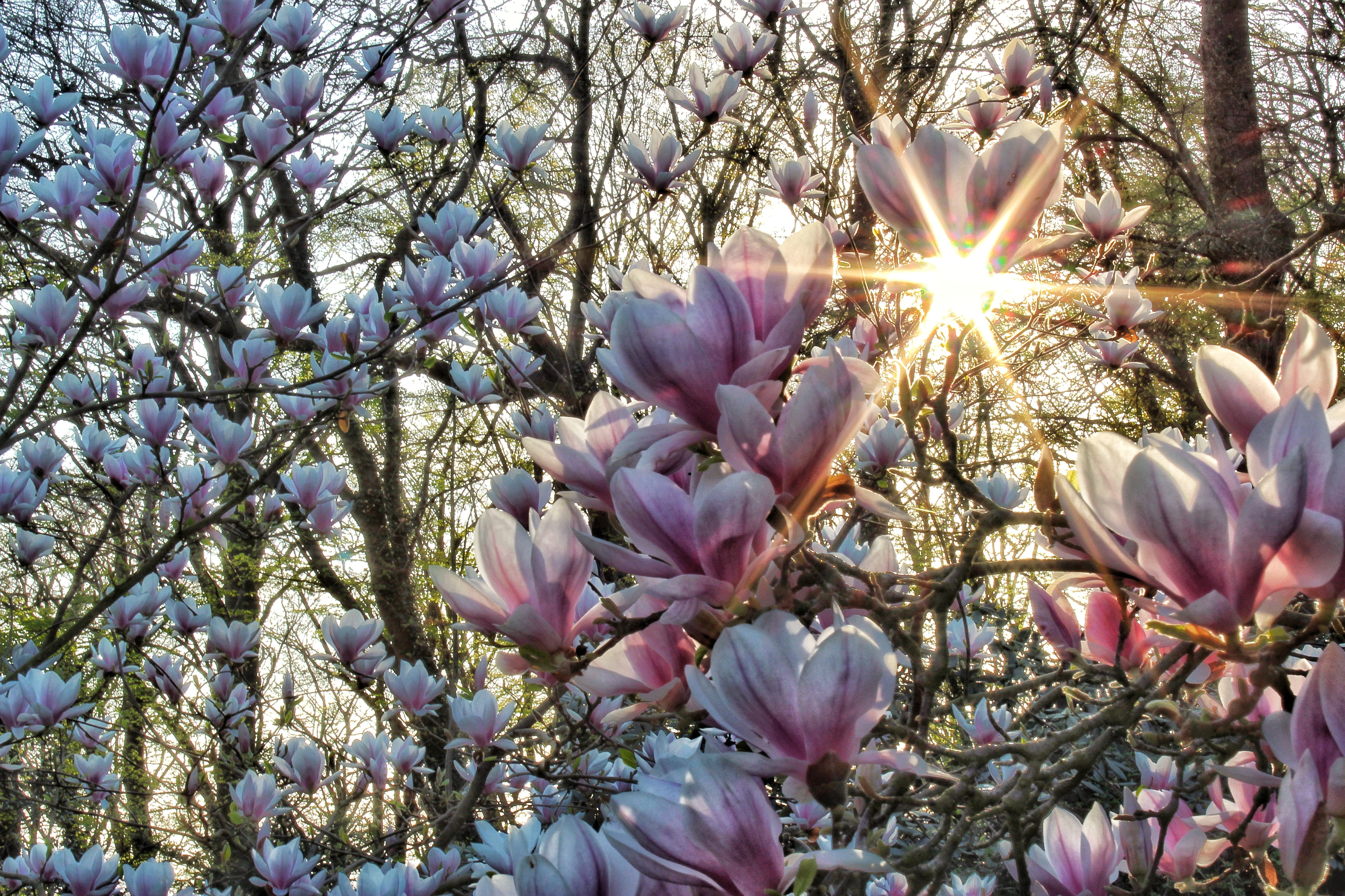 growth, plant, fragility, beautiful, sunlight, floral, springtime, no people, cherry blossom, sky, flowering plant, 5K, flower head, sunbeam, noble, bud, HD Wallpaper