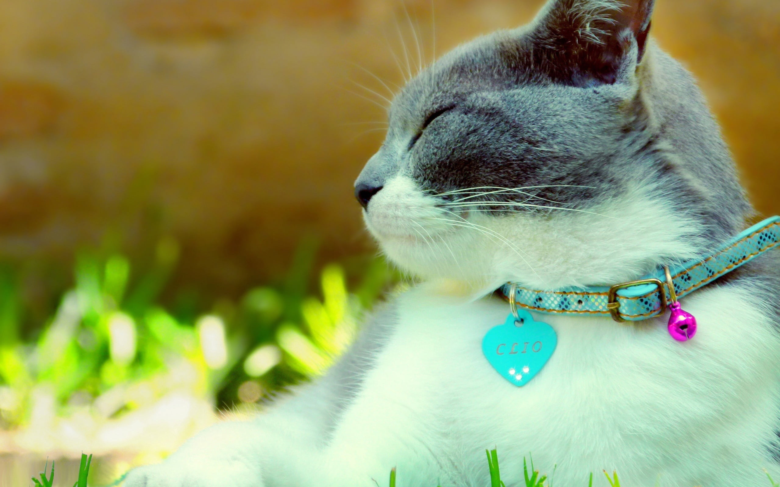 dazzling, cute, animal Eye, pets, no people, looking away, outdoors, portrait, whisker, light, animal, beautiful, collar, fur, vertebrate, spotted, focus on foreground, HD Wallpaper
