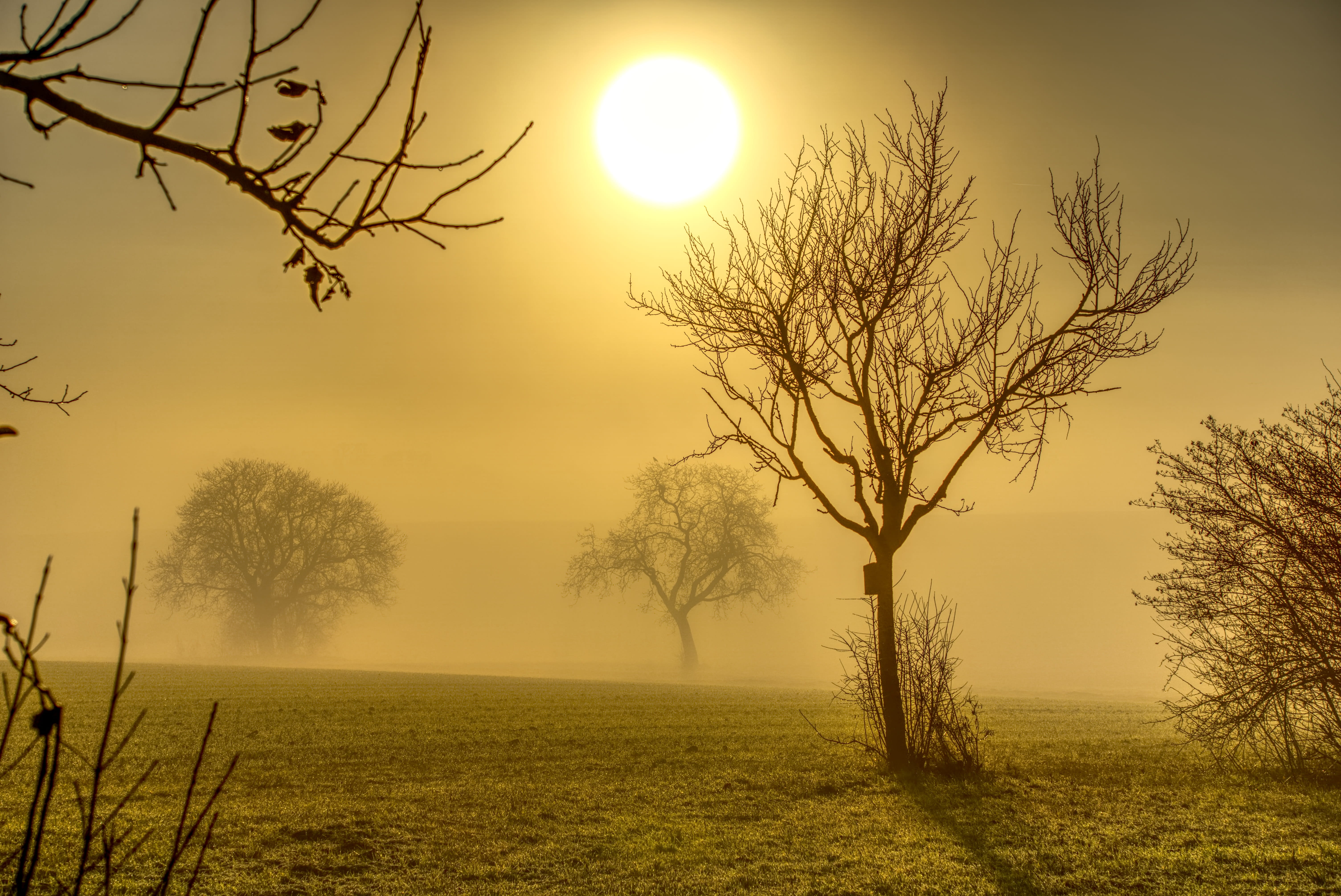 tranquil scene, land, nature, hdr, branches, high dynamic range, yellow, haze, sunset, contrast, horizon, aesthetic, sun, tree, fog, dazzle, outdoors, mood, HD Wallpaper