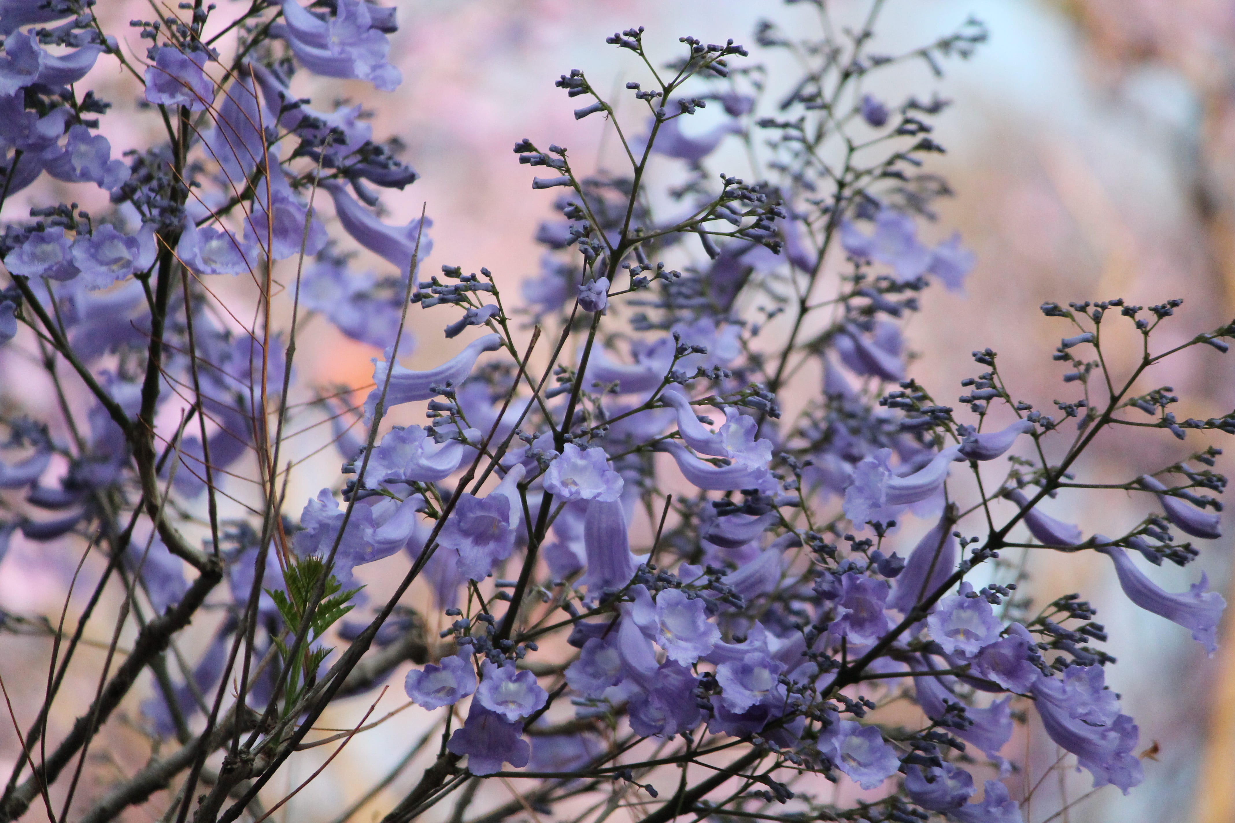spring, no people, close-up, 4K, vulnerability, botany, growth, bloom, springtime, blossom, cherry blossom, outdoors, selective focus, focus on foreground, HD Wallpaper
