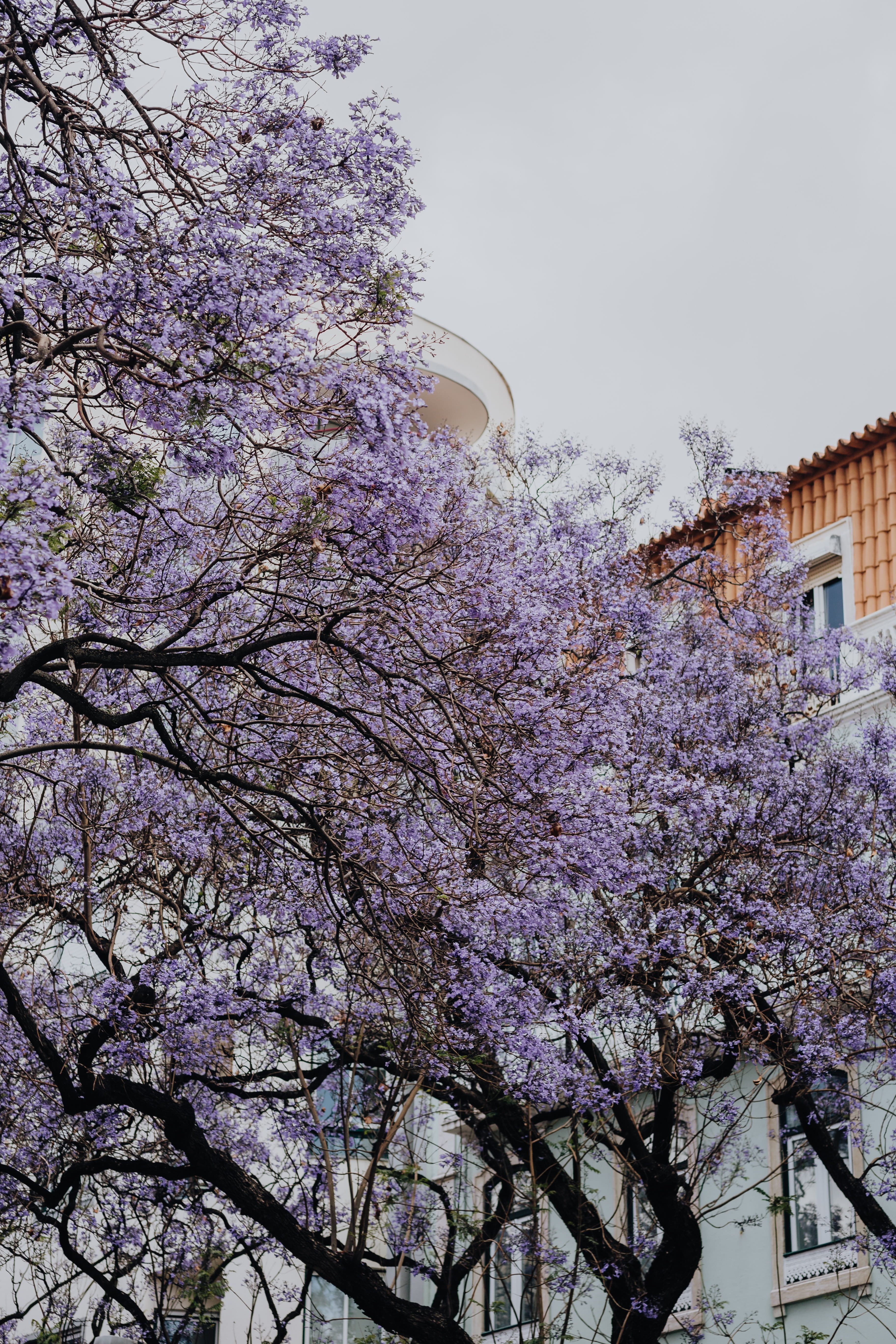 flowering plant, street, flower, cherry tree, beauty in nature, outdoors, blossom, 5K, low angle view, built structure, branch, sky, fragility, Jacaranda, Phone HD Wallpaper