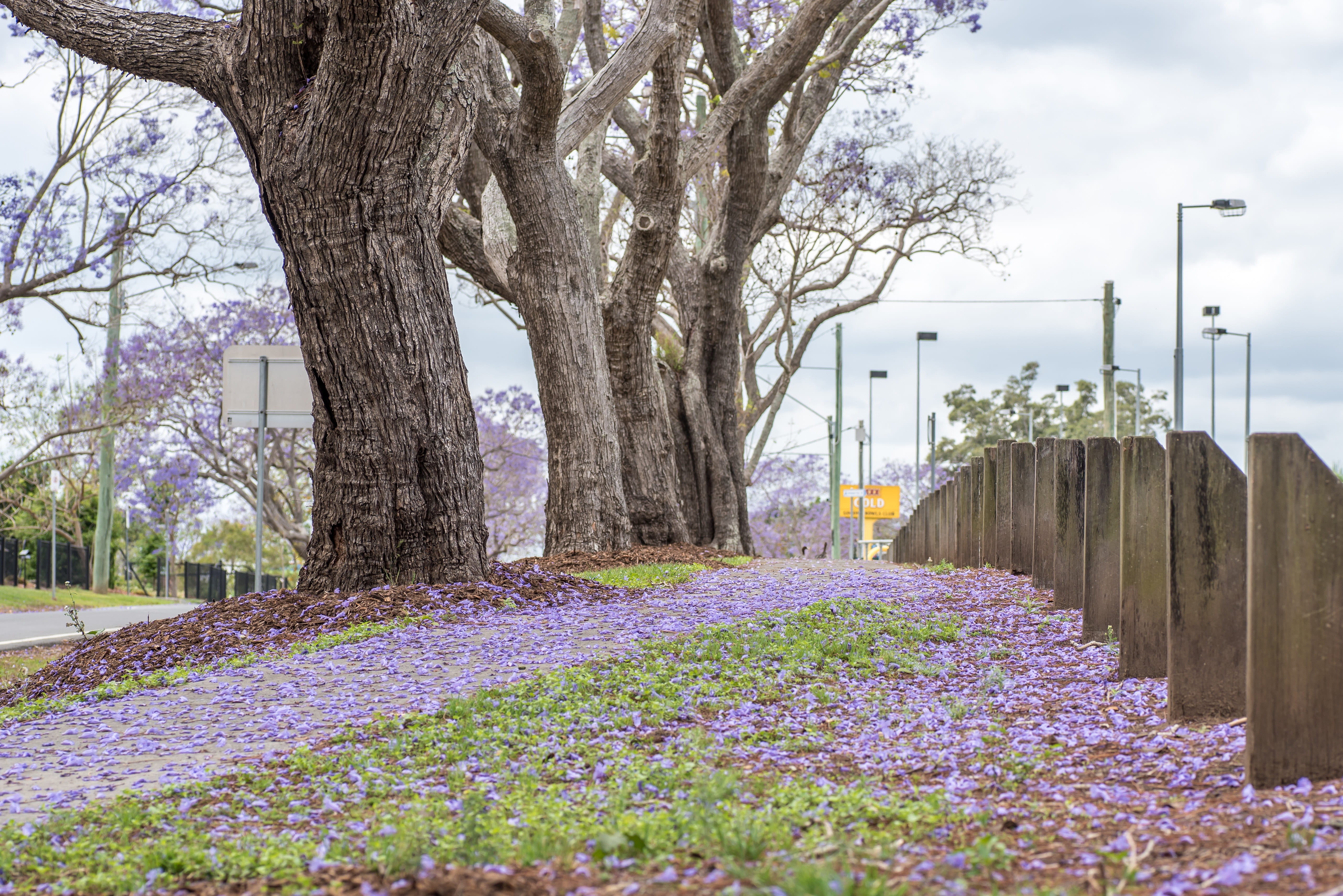 built structure, nature, tree, plant, branch, flower, freshness, park, growth, trunk, blooming, australia, springtime, brisbane, flowering plant, day, tree trunk, HD Wallpaper