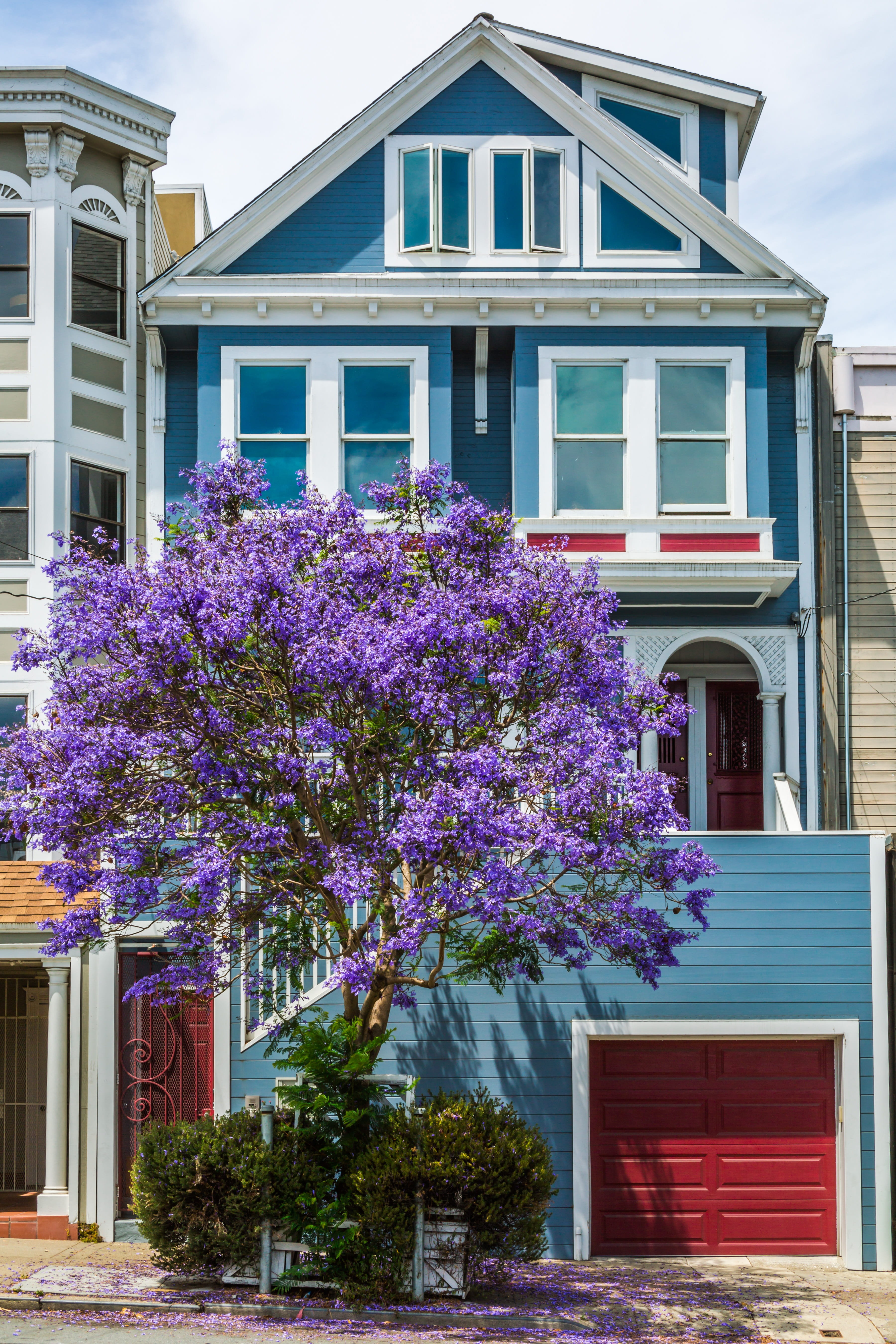 nature, california, no people, jacaranda, bay, flowering plant, outdoors, san francisco, classic, facade, day, residential district, house, neighborhood, Phone HD Wallpaper
