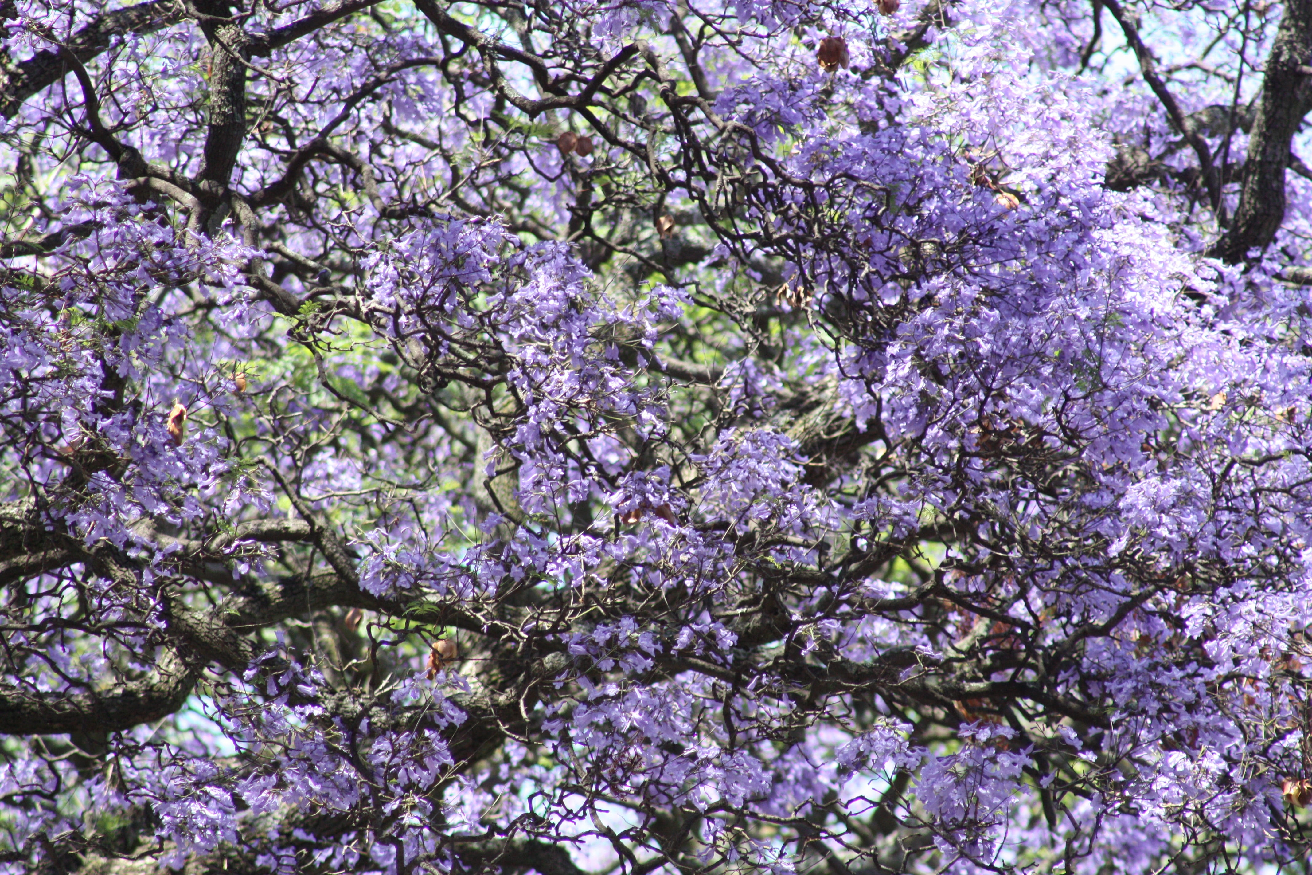 outdoors, flower, day, botany, branch, cherry blossom, flower head, tree, flowering plant, fragility, purple, spring, springtime, blossom, vulnerability, HD Wallpaper