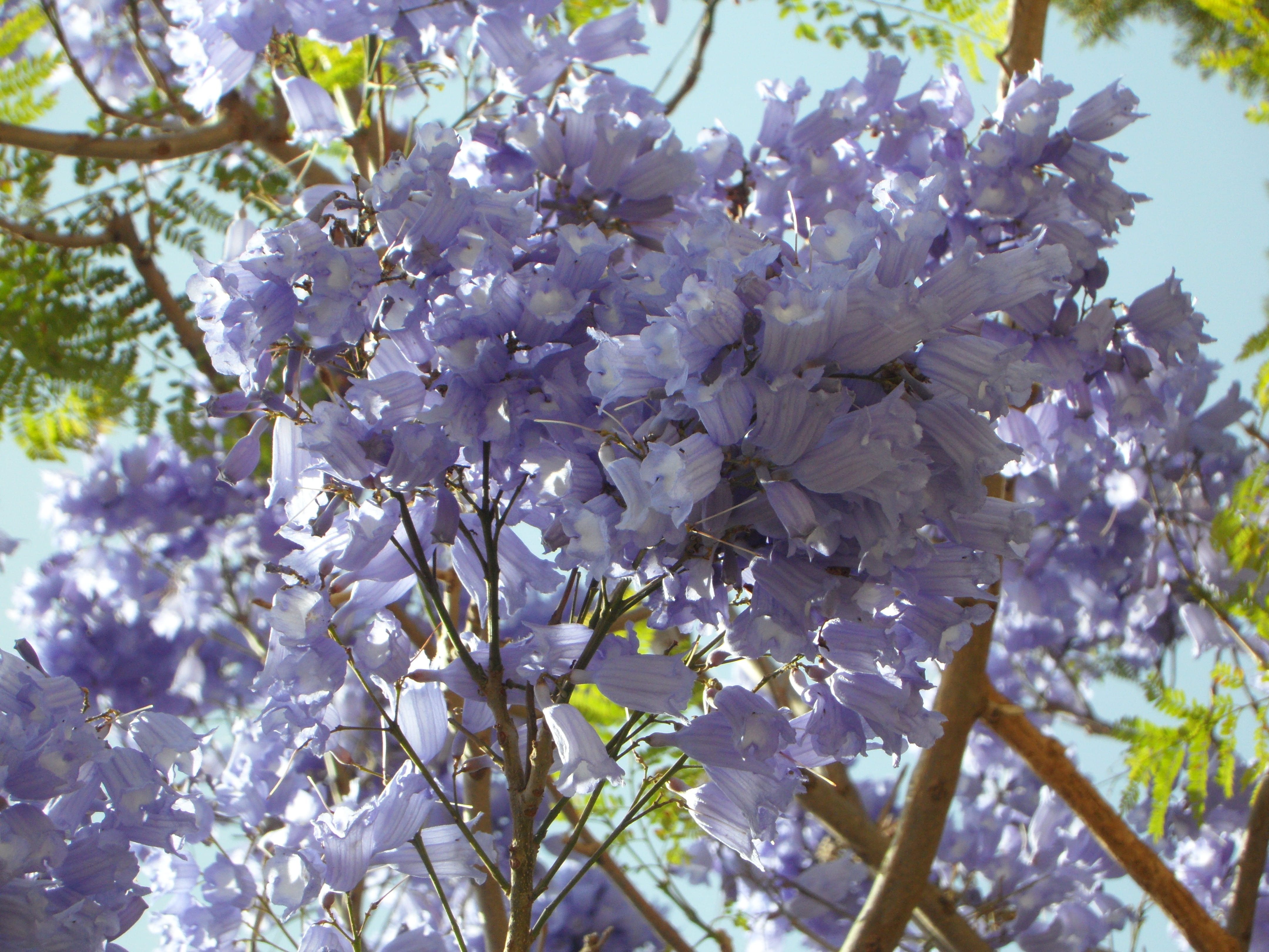close-up, blossom, vulnerability, lilac, tree, fragility, flower head, beauty in nature, springtime, cherry blossom, bunch of flowers, freshness, low angle view, HD Wallpaper
