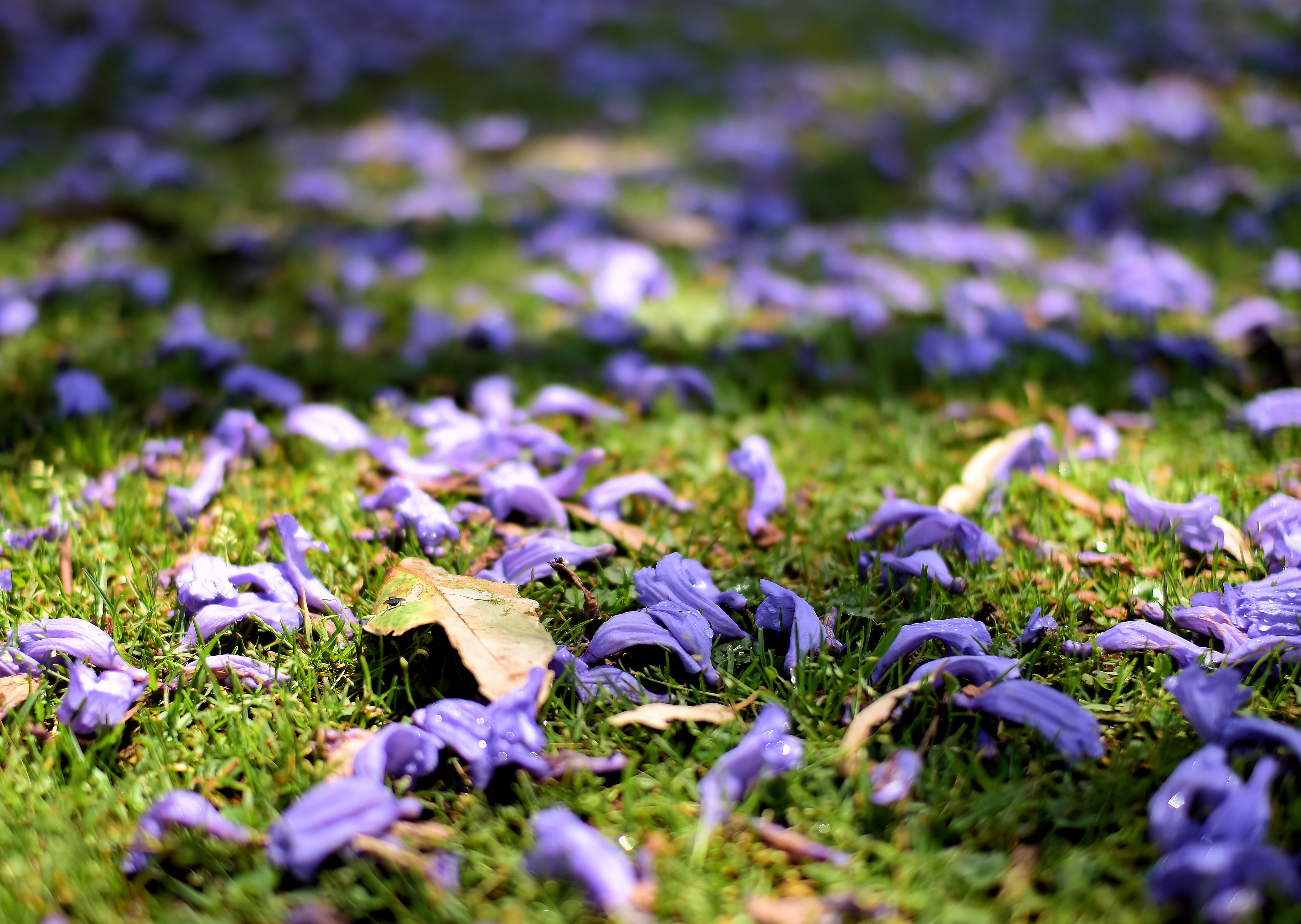 vulnerability, selective focus, land, purple, freshness, field, outdoors, tranquility, flowering plant, fragility, jacaranda, flower head, flowers, mexico, HD Wallpaper