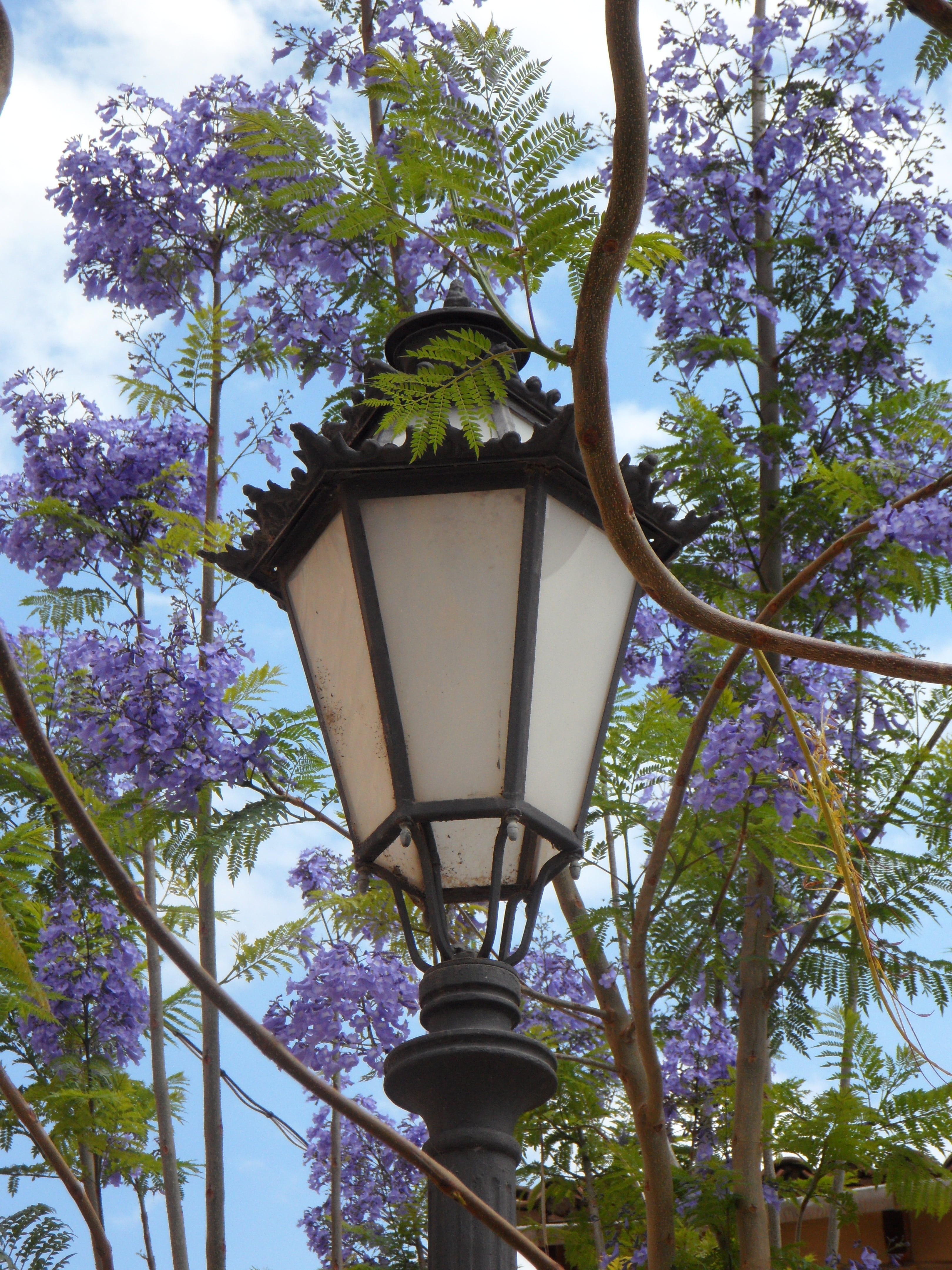 electric lamp, street light, flower, metal, street, purple, ceiling, flowering plant, lantern, no people, lamp, blossom, sky, tree, plant, light, 4K, lighting equipment, Phone HD Wallpaper
