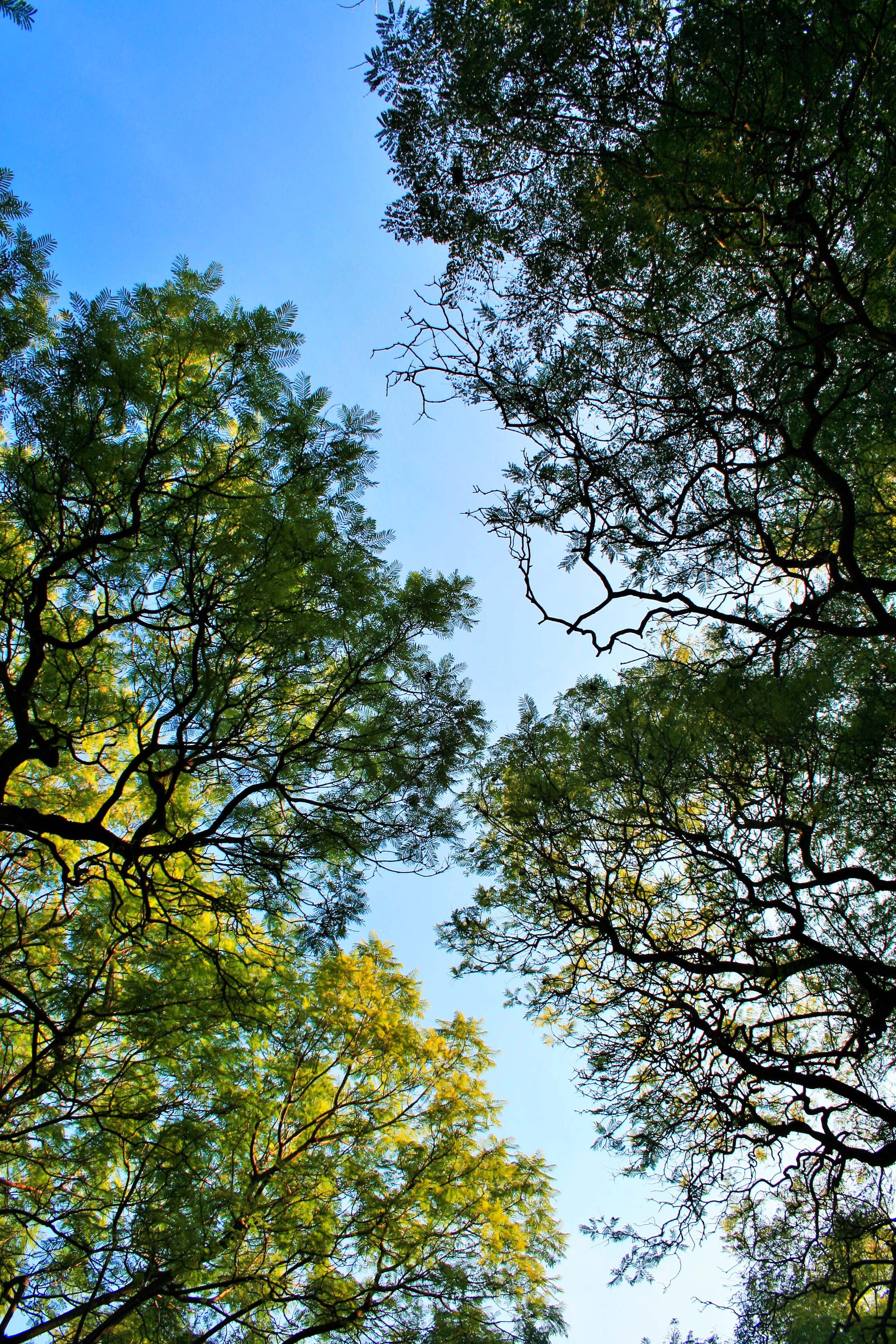 tranquility, foliage, canopy, low angle view, directly below, branches, scenics - nature, green, green color, plant, forest, beauty in nature, overhead, Phone HD Wallpaper