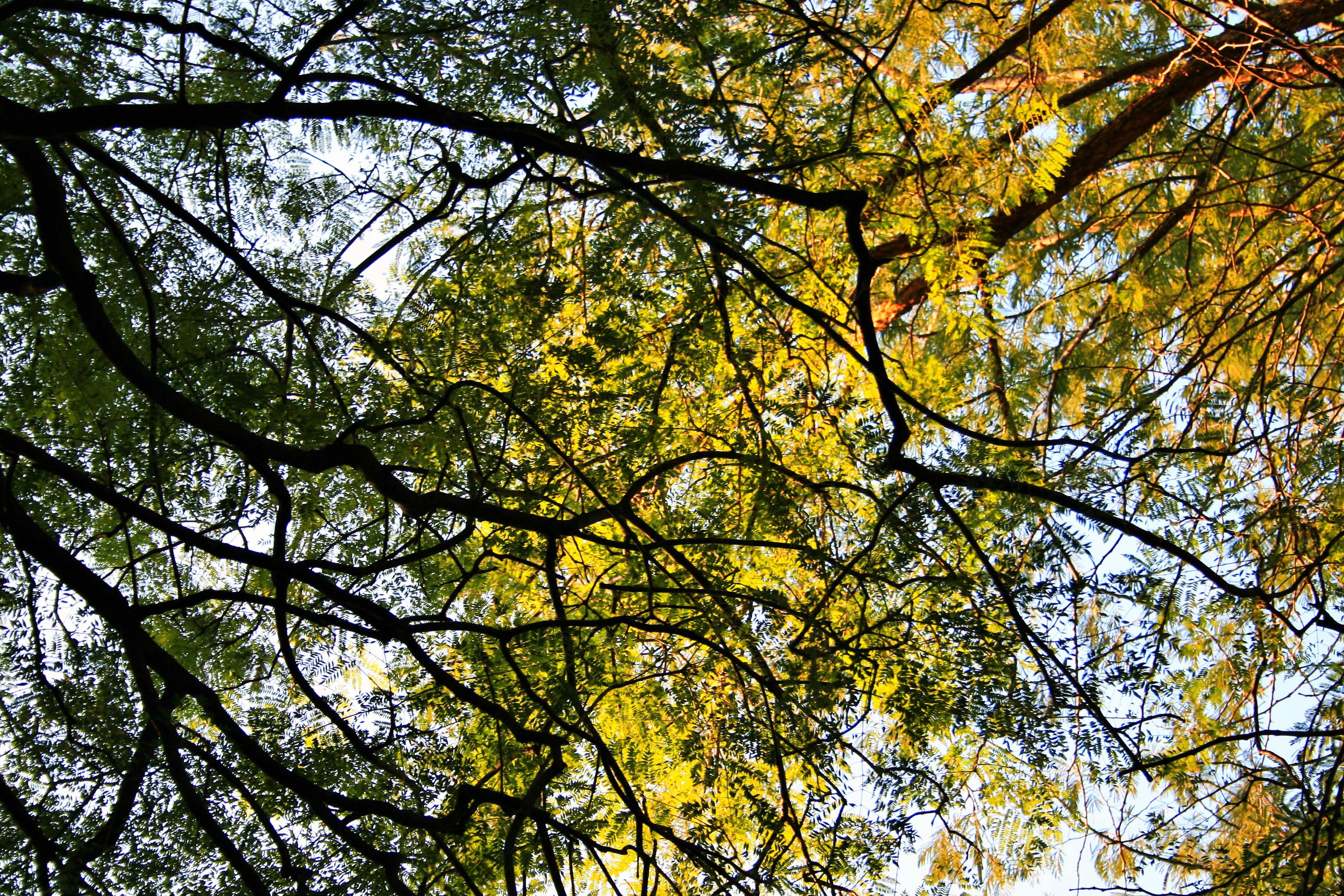 season, sunlight, jacaranda trees, branch, day, jacaranda, growth, foliage, low angle view, branches, sky, autumn, nature, summer, yellow, beauty in nature, HD Wallpaper
