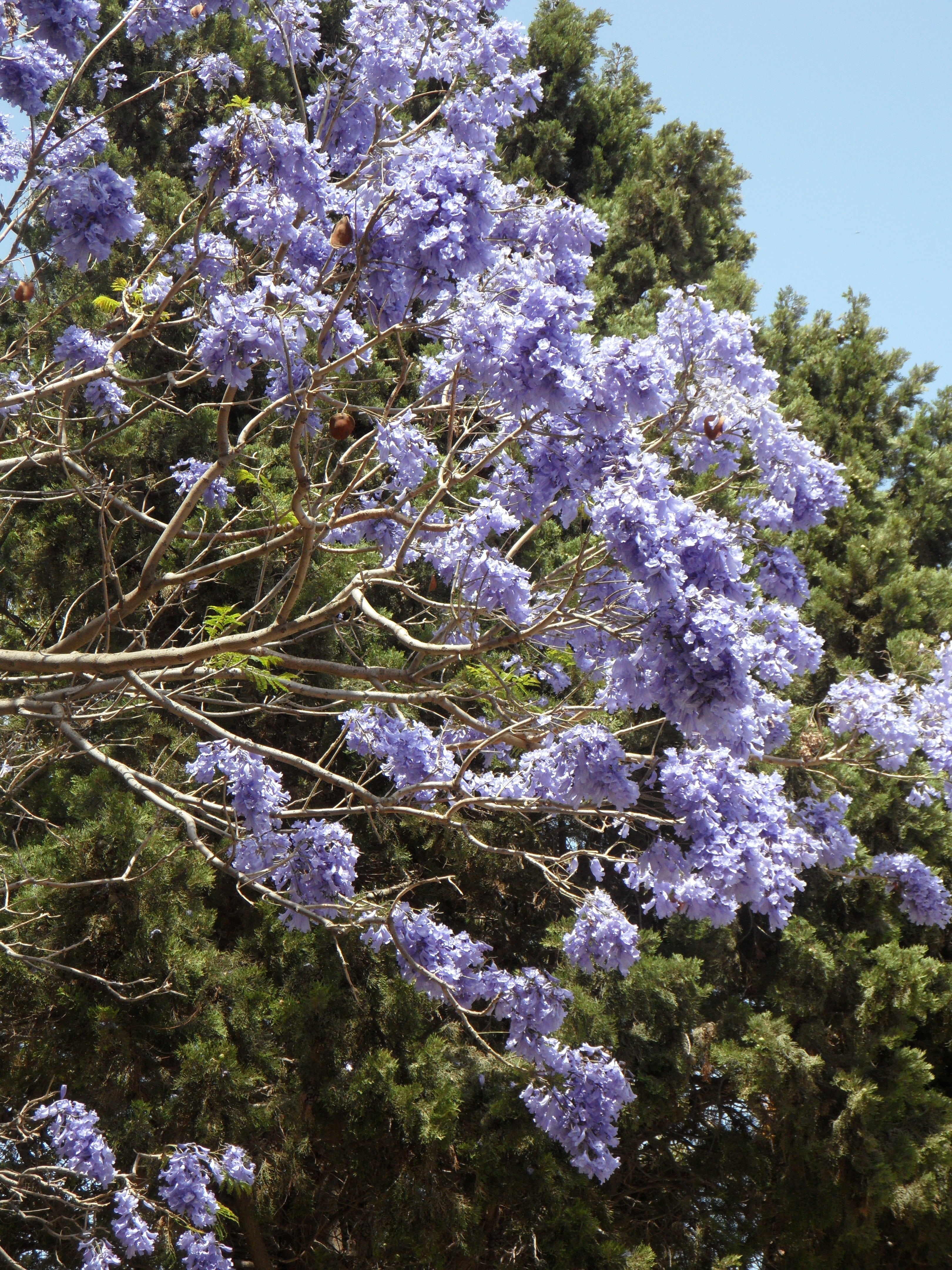 tree, branch, vine, jacaranda, day, freshness, outdoors, vulnerability, springtime, wisteria, lilac, flowers, 4K, flowering plant, no people, plant, bloom, Phone HD Wallpaper