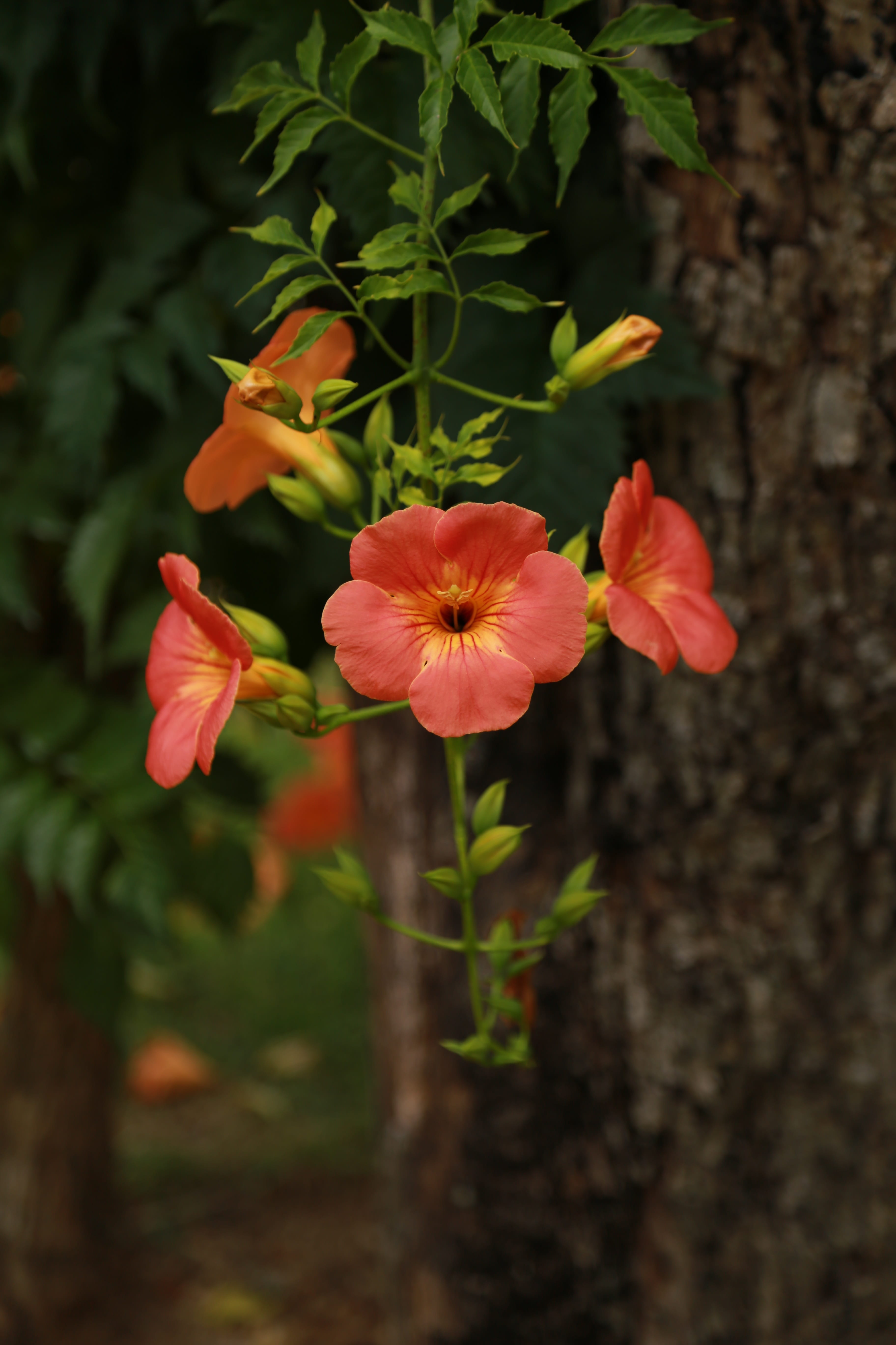 vulnerability, campsis, outdoors, 5K, inflorescence, botany, petal, flower, beauty in nature, close-up, day, jacaranda trees, great trumpet flower, no people, Phone HD Wallpaper