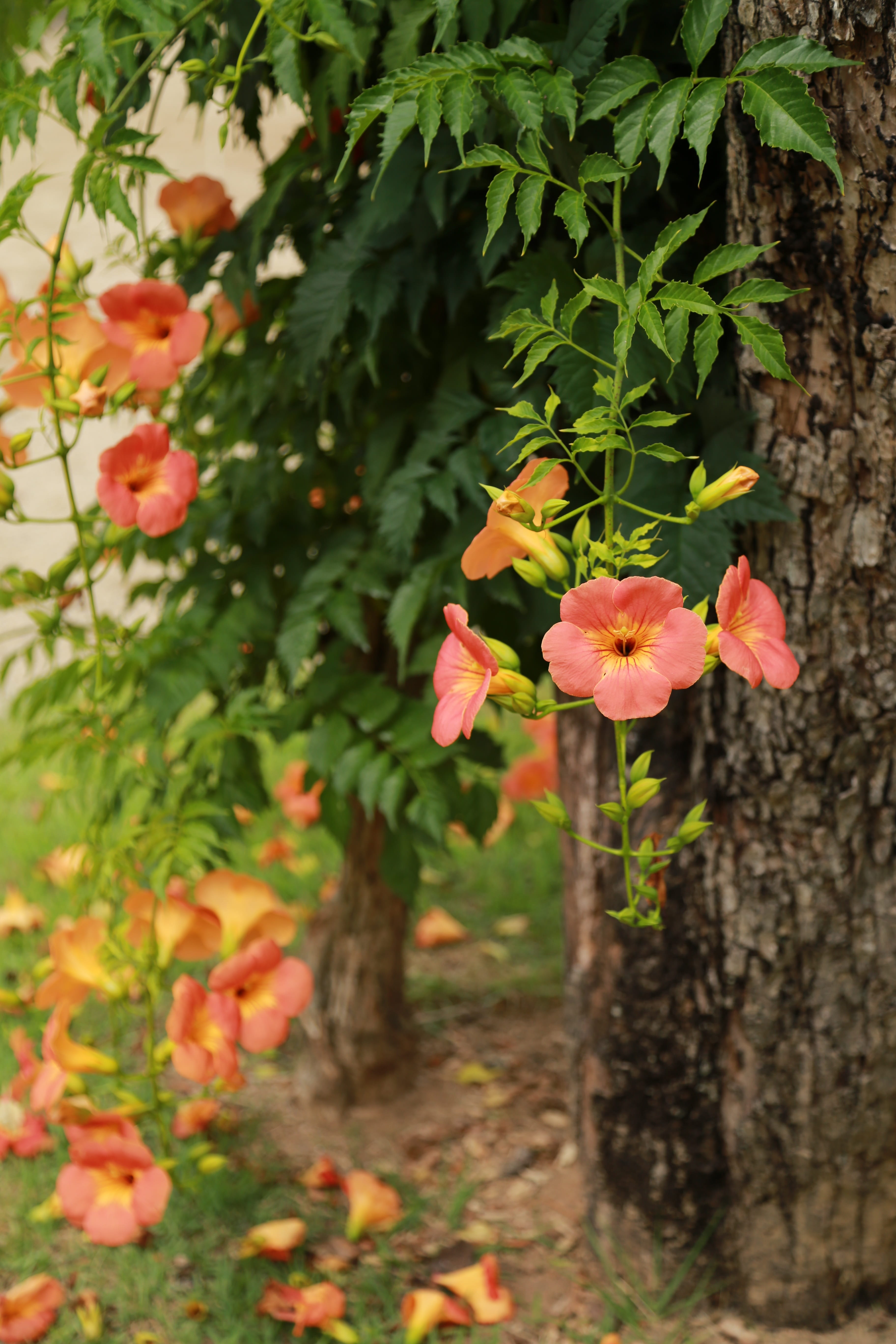 fragility, 5K, inflorescence, plant, botany, vines trees, petal, growth, plants, flower, flower head, leaf, flowers, great trumpet flower, plant part, Phone HD Wallpaper