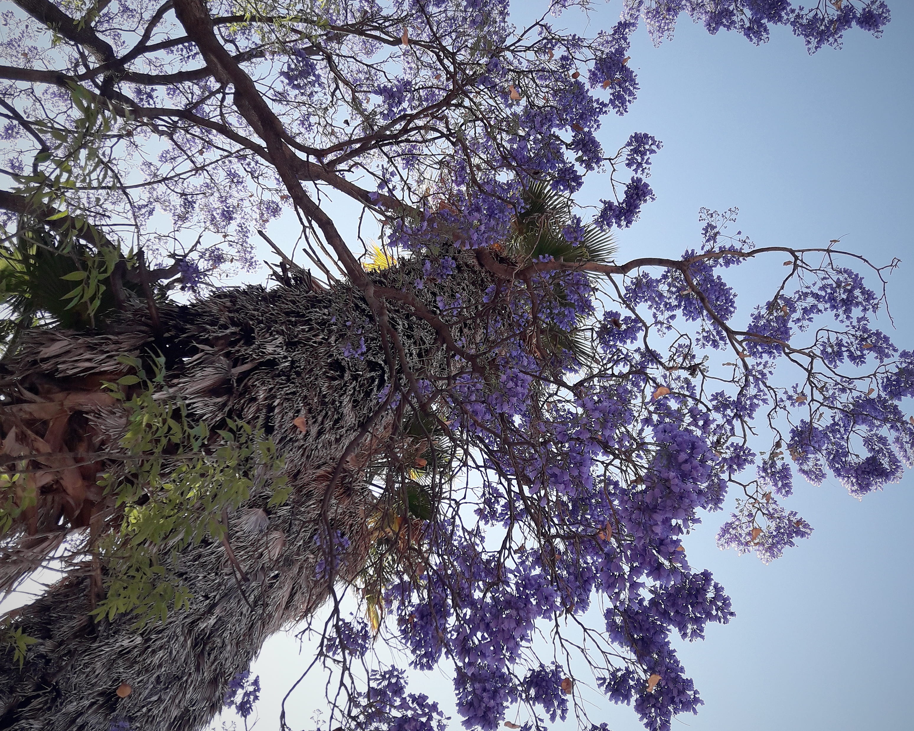 santiago de querétaro, tree canopy, freshness, plant, light, abies, branch, flower, mexico, purple, springtime, flare, fragility, trees, flowering plant, HD Wallpaper