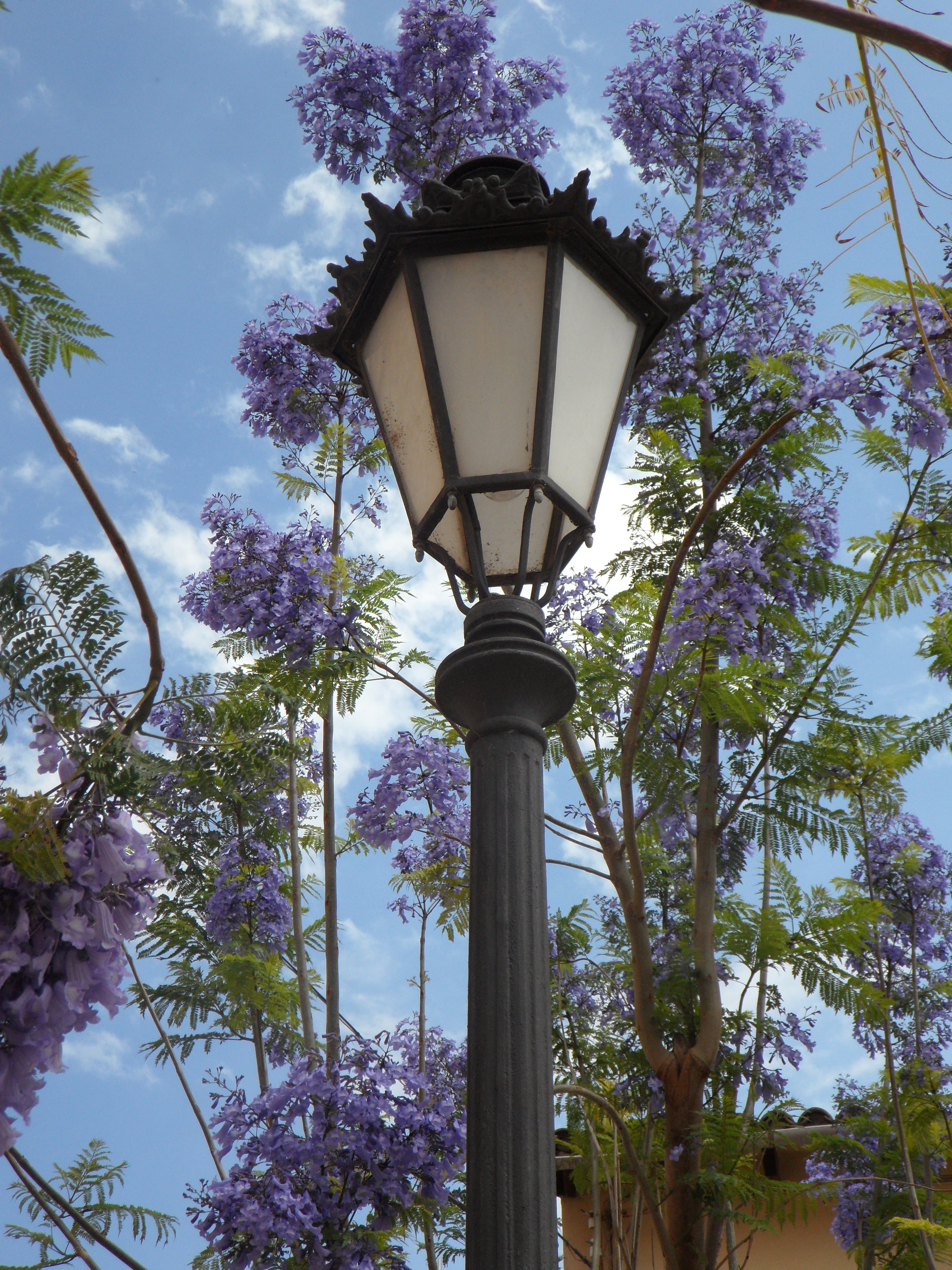 outdoors, branch, south, 4K, lamp, plant, purple, blossom, nature, built structure, low angle view, street light, electric lamp, sky, lantern, mediterranean, Phone HD Wallpaper