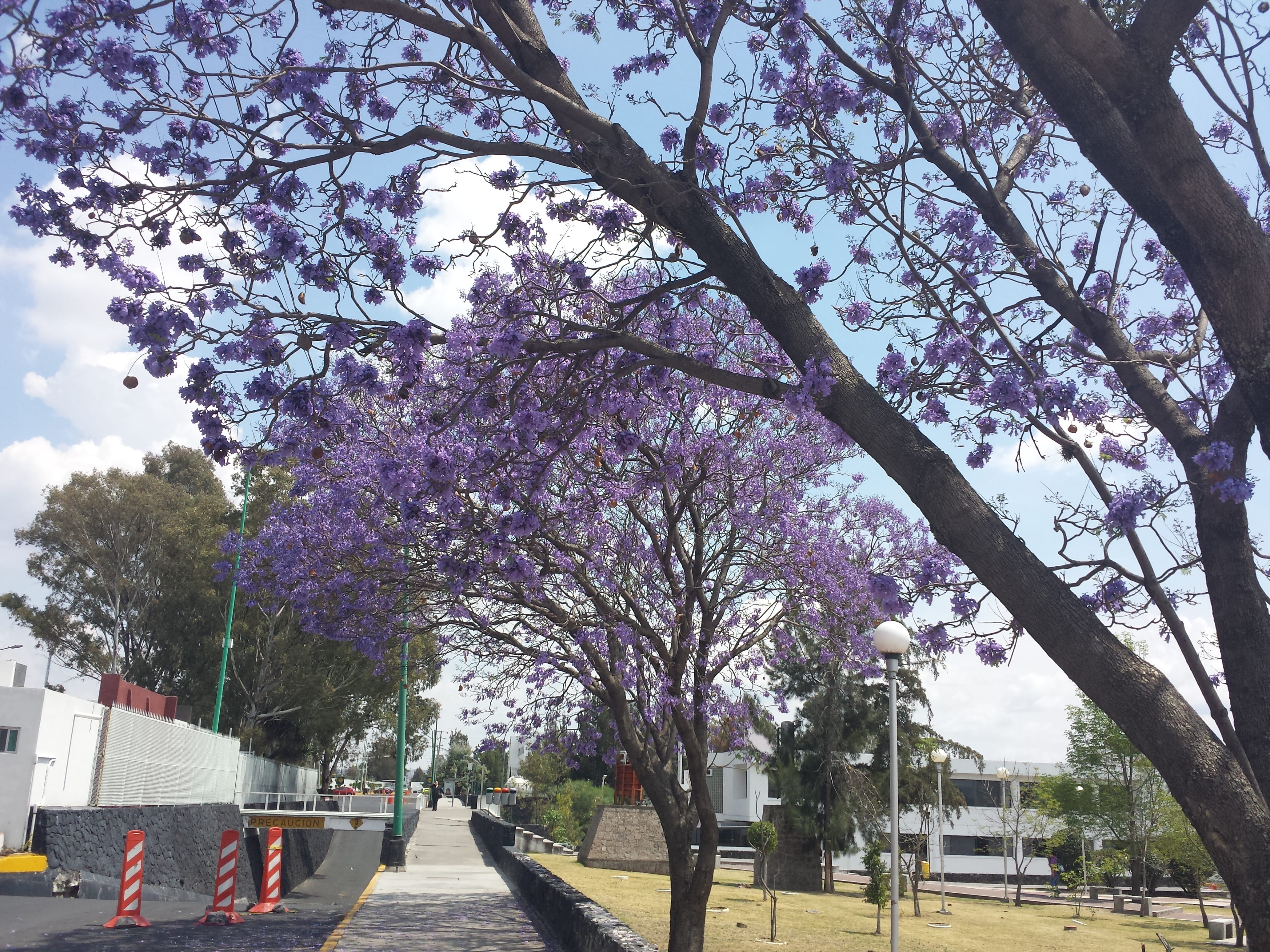 flowering plant, built structure, sunny, beauty in nature, architecture, tree, plant, avenida autonomía, growth, buap, jacaranda, city, blossom, 4K, freshness, HD Wallpaper