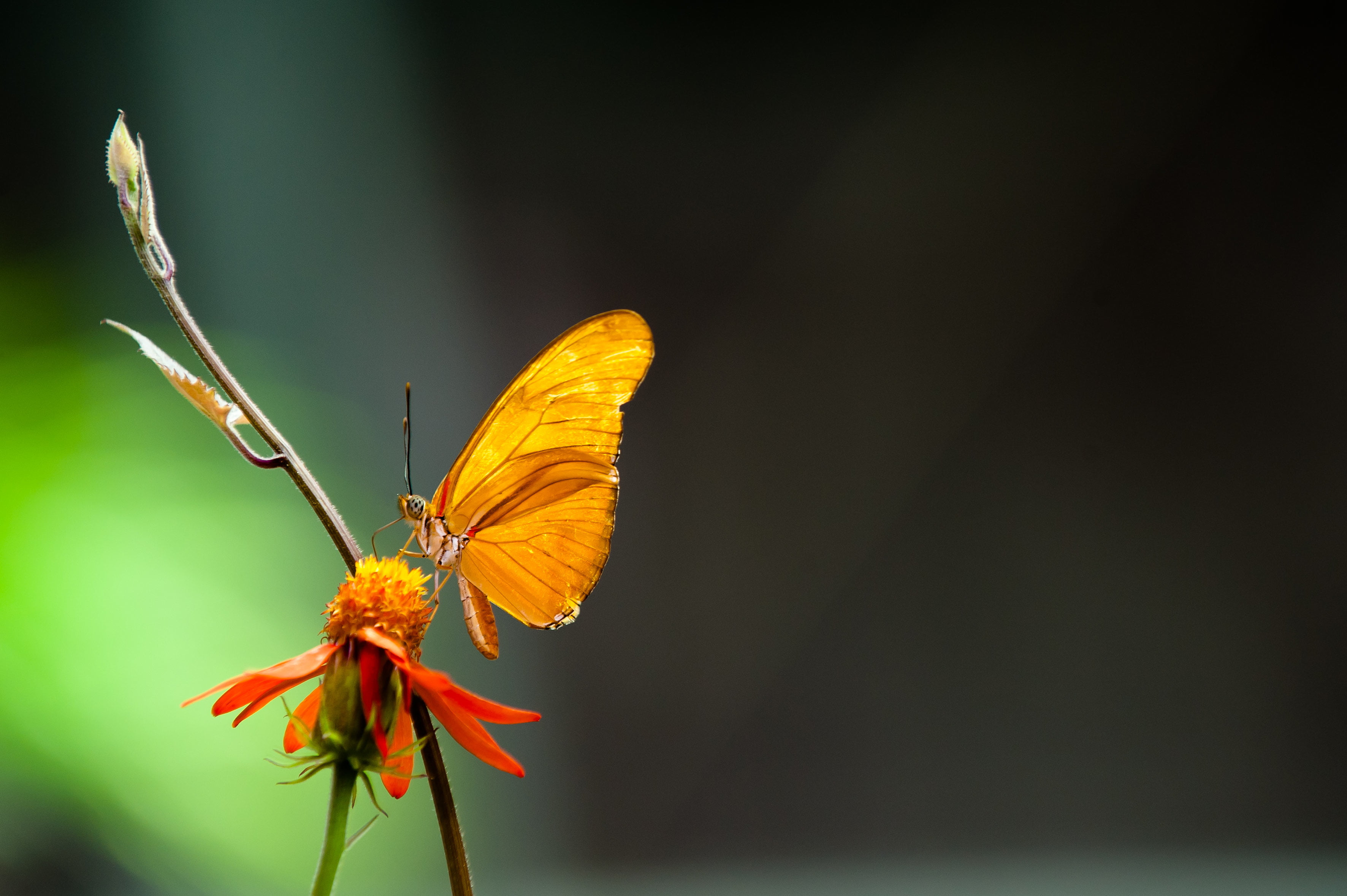 NIKKOR, VR, beauty In Nature, Meadow brown, Macro shot, 2K, 8G, brown, close-up, perched, butterfly, 70-200mm, yellow, summer, San Francisco, animal, nature, HD Wallpaper