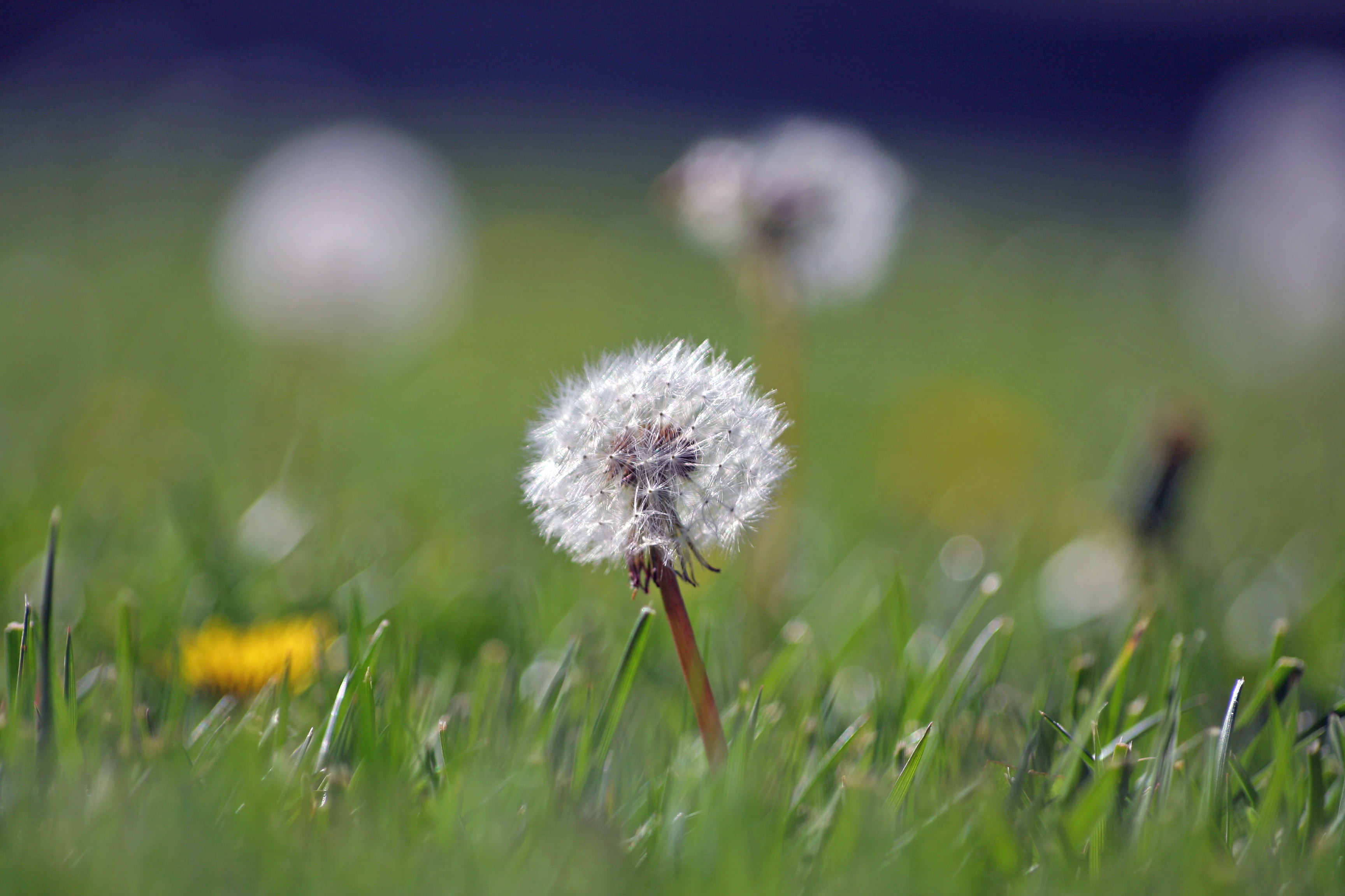 grass, close-up, dandelion, parachute, dof, John Morgan, 2K, Weeds, nature, soft, plant, focus, fuzzy, summer, bloom, flower, yard, outdoors, bokeh, green Color, HD Wallpaper