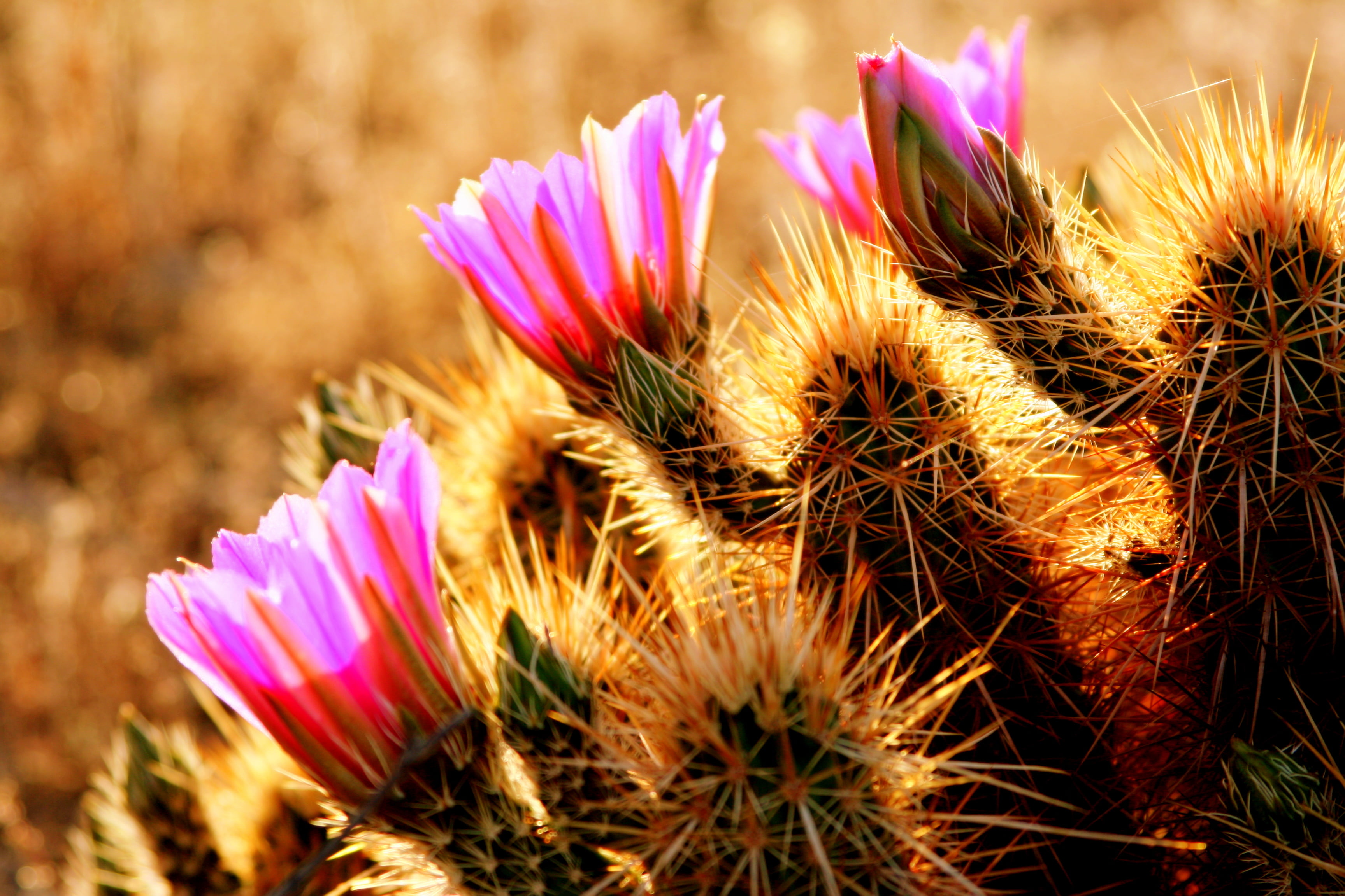 close-up, Flowers, cholla  cactus, closeup photography, cactus, Arizona  USA, pink, daytime, nature, photography, Canon, closeup, 2K, flora, plant, blooms, HD Wallpaper