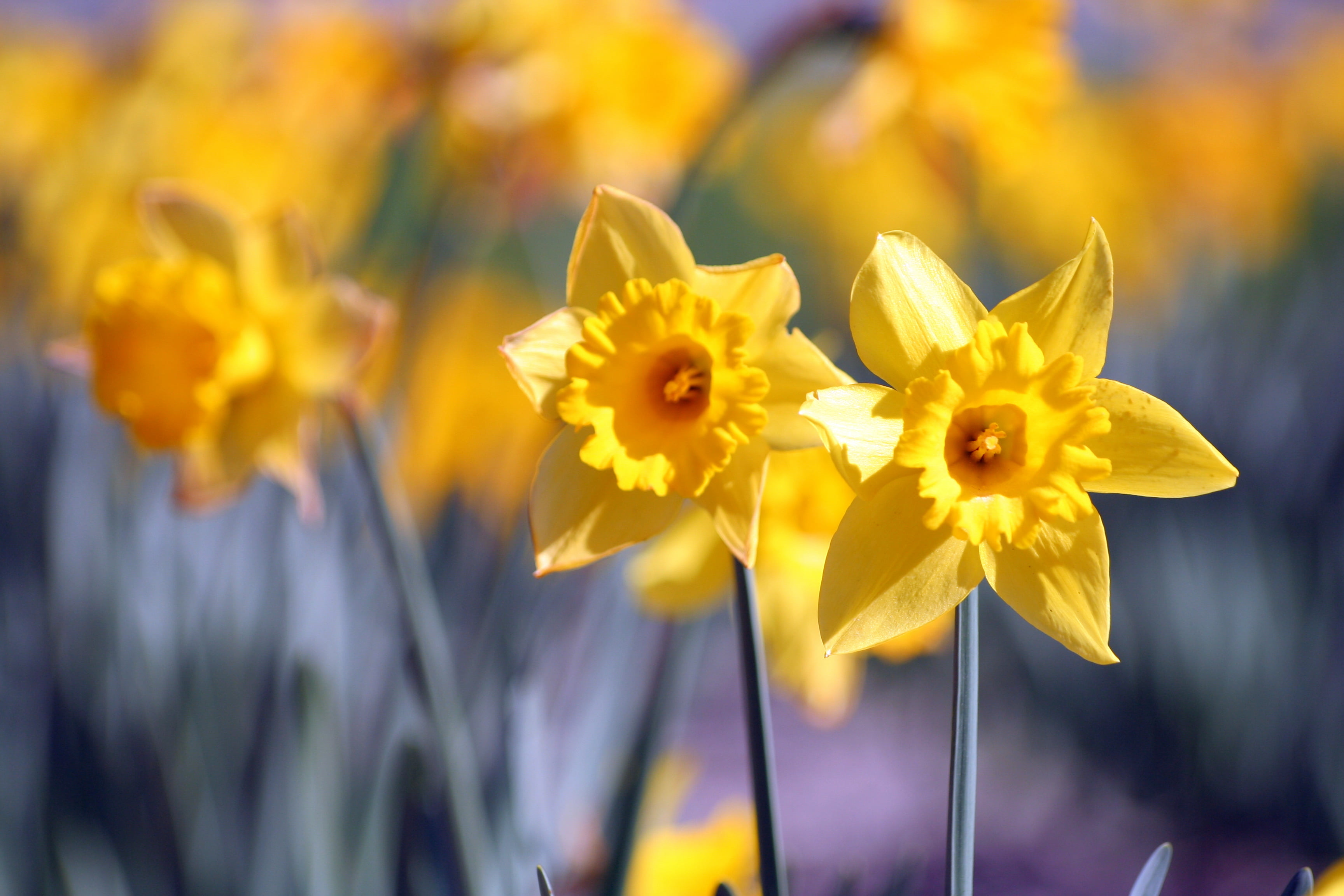 springtime, Sigma 70, nature, blooming, plant, daytime, flower, yellow 5, summer, petaled, Walnut Creek, daffodil, yellow, 2K, Alamo  California, DP, photo, HD Wallpaper