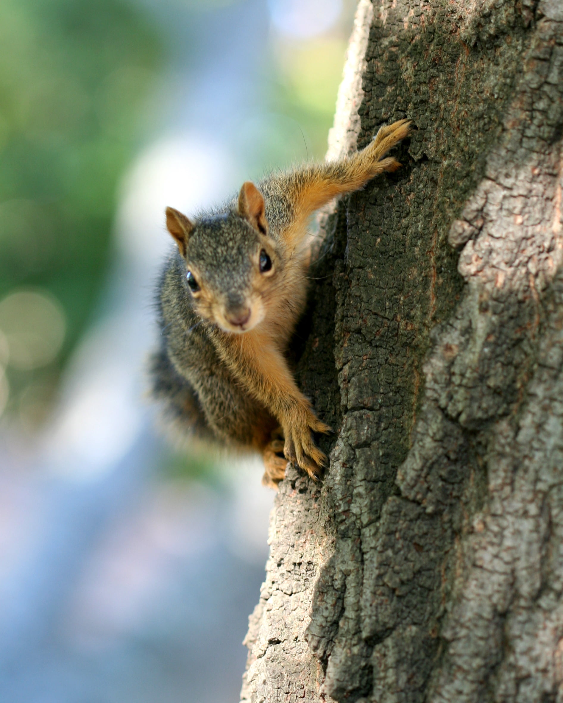 Macro, wildlife, tree trunk, branch, Squirrel, Canon, fur, gray, USA, cute, portrait, mammal, brown, rodent, animal, outdoors, forest, 1080P, nature, trunk, Phone HD Wallpaper