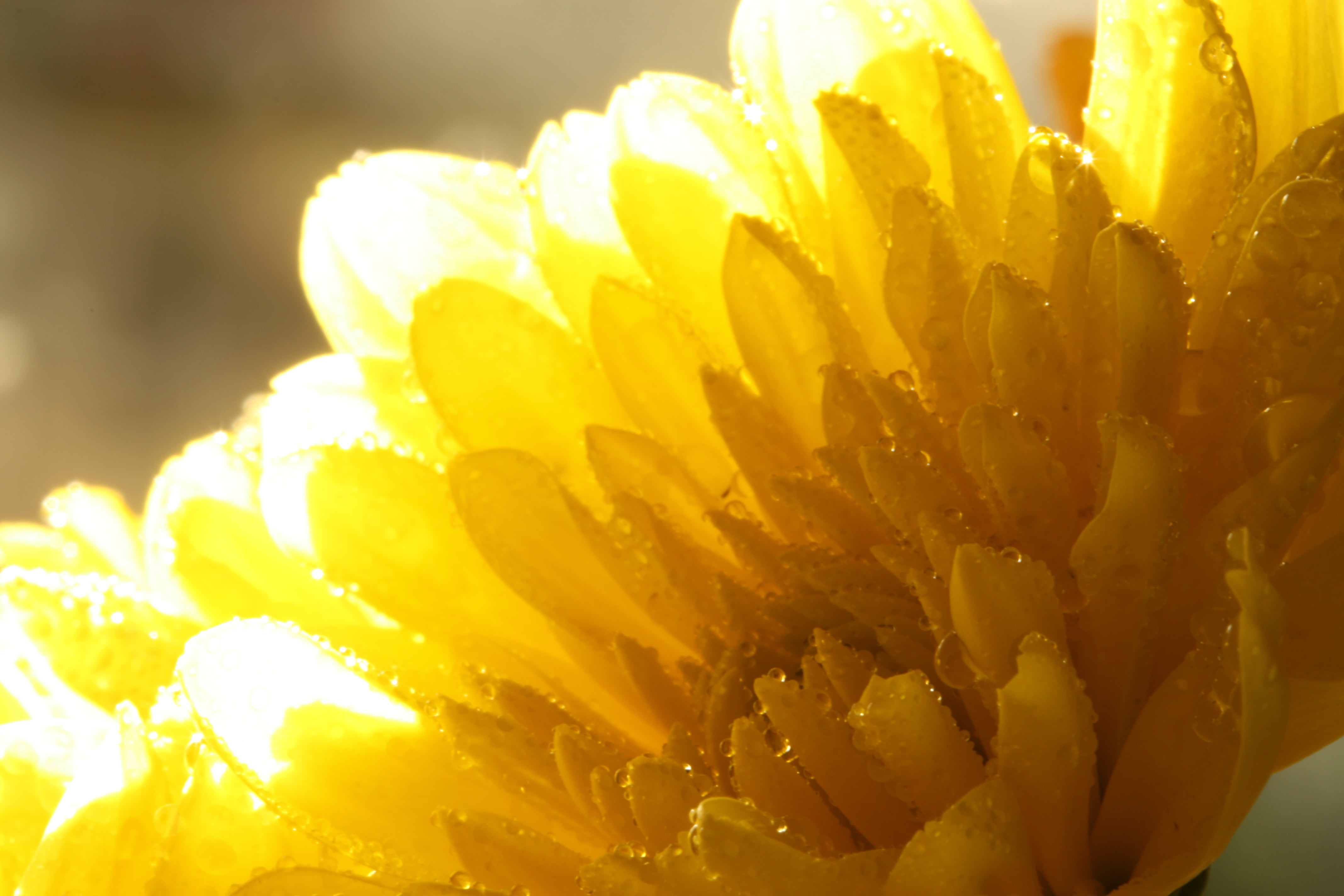 4K, petal, flower, closeup photography, John Morgan, droplets, Sunshine, photography, yellow, plant, beauty In Nature, summer, close-up, nature, fall, HD Wallpaper
