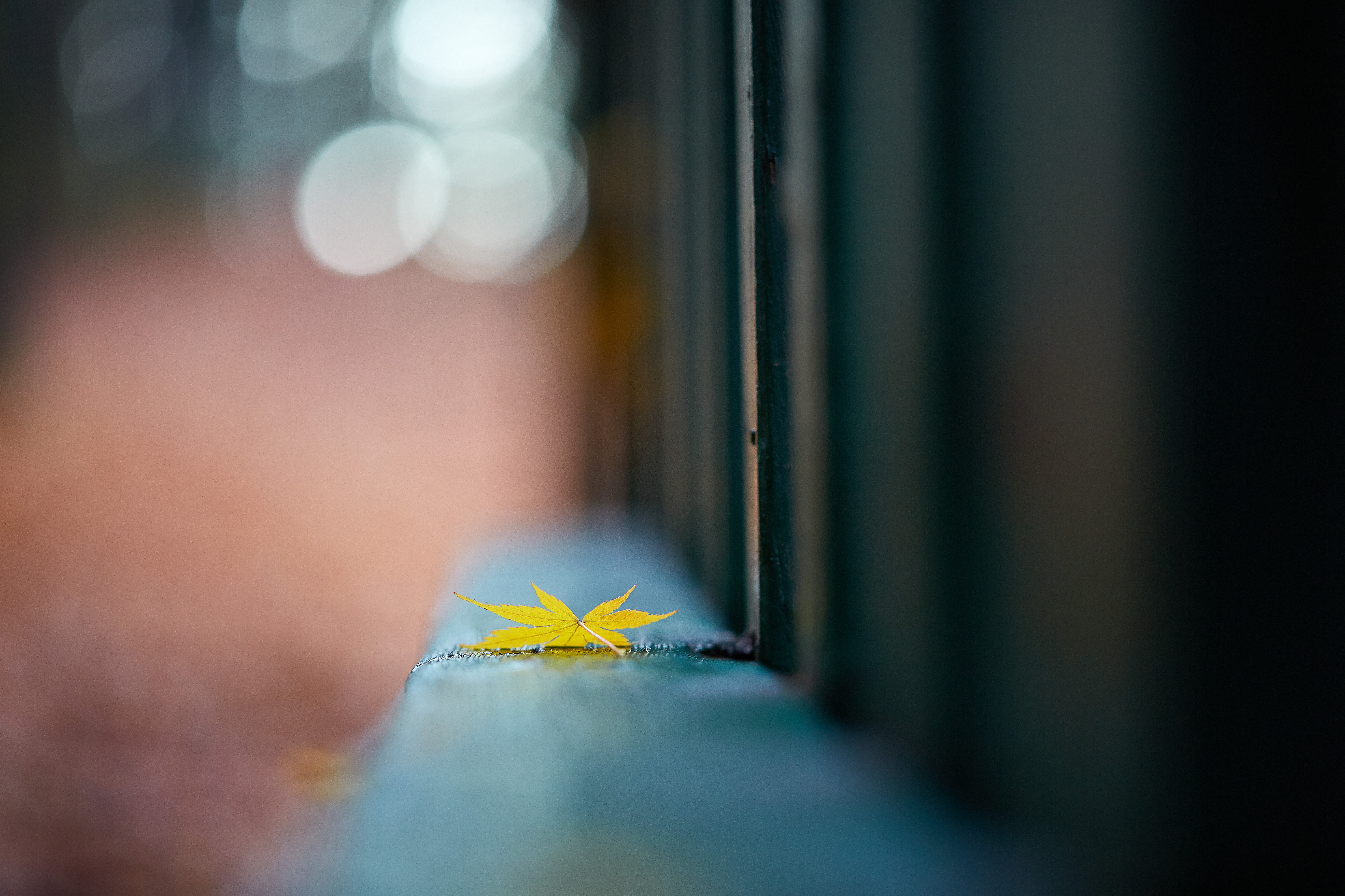 macro, canabis, Saitama  JAPAN, nature, autumn  leaf, 日本, Autumn Afternoon, shi, 秋, photo, leaf, selective, focus, Canon, selective focus, 5K, Ageo, yellow, HD Wallpaper