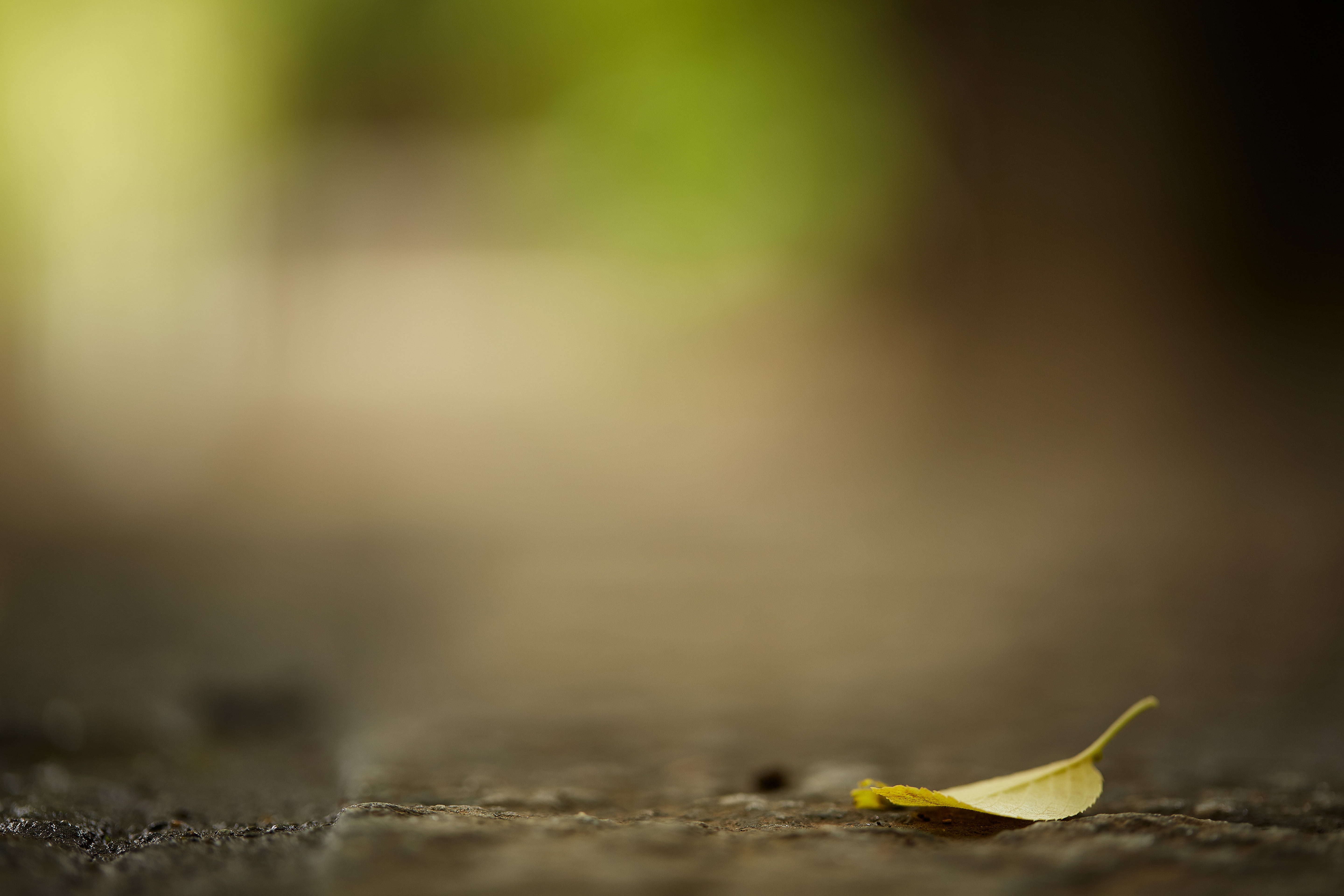 Saitama  JAPAN, macro, gate, outdoors, 5K, bokeh, Kawagoe, 中院, Canon, dirt, 寺, green, temple, leaf, surface, plant, Naka, shift, green leaf, 日本, close-up, HD Wallpaper