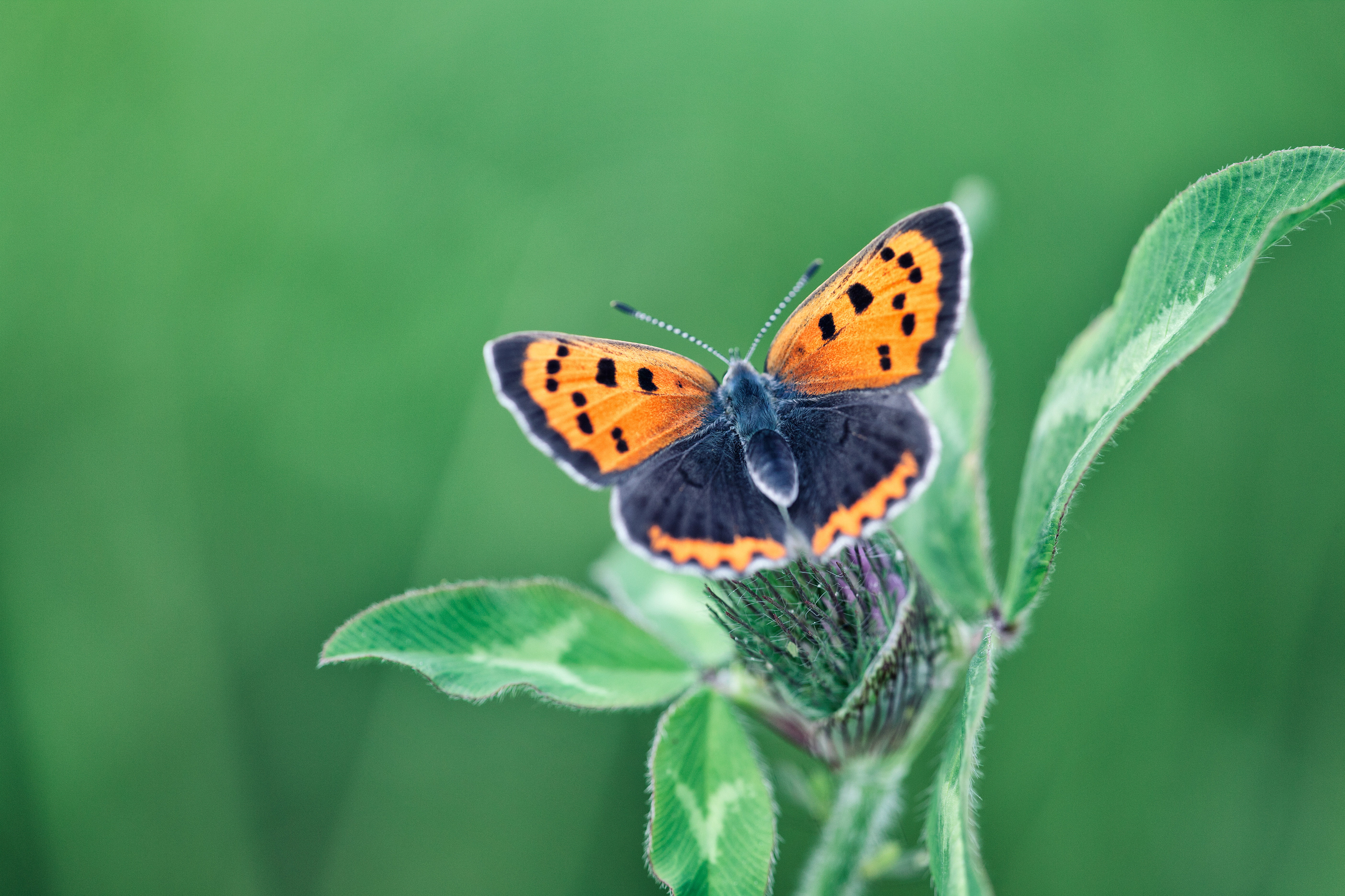 Ageo, Butterfly, insect, 蝶, multi Colored, Saitama  JAPAN, Canon  EOS, orange, animal, shi, Flower, nature, animal Wing, macro shot, macro, 日本, 5K, close-up, HD Wallpaper