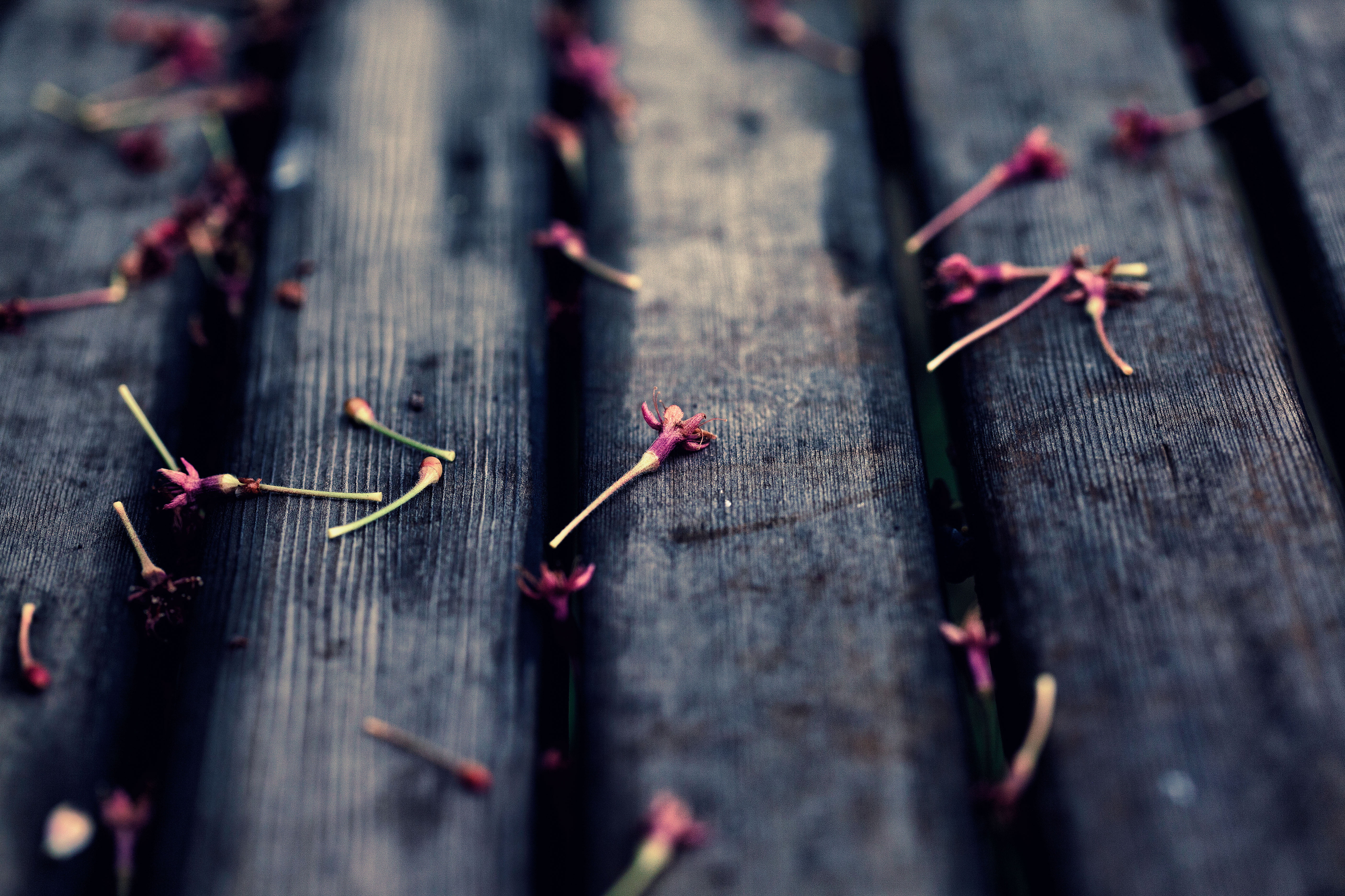 season, selective focus, focus, calyx, red, wood - Material, shi, 5K, 桜, selective, Trace, cherry blossoms, petals, Saitama  JAPAN, nature, macro, 日本, HD Wallpaper