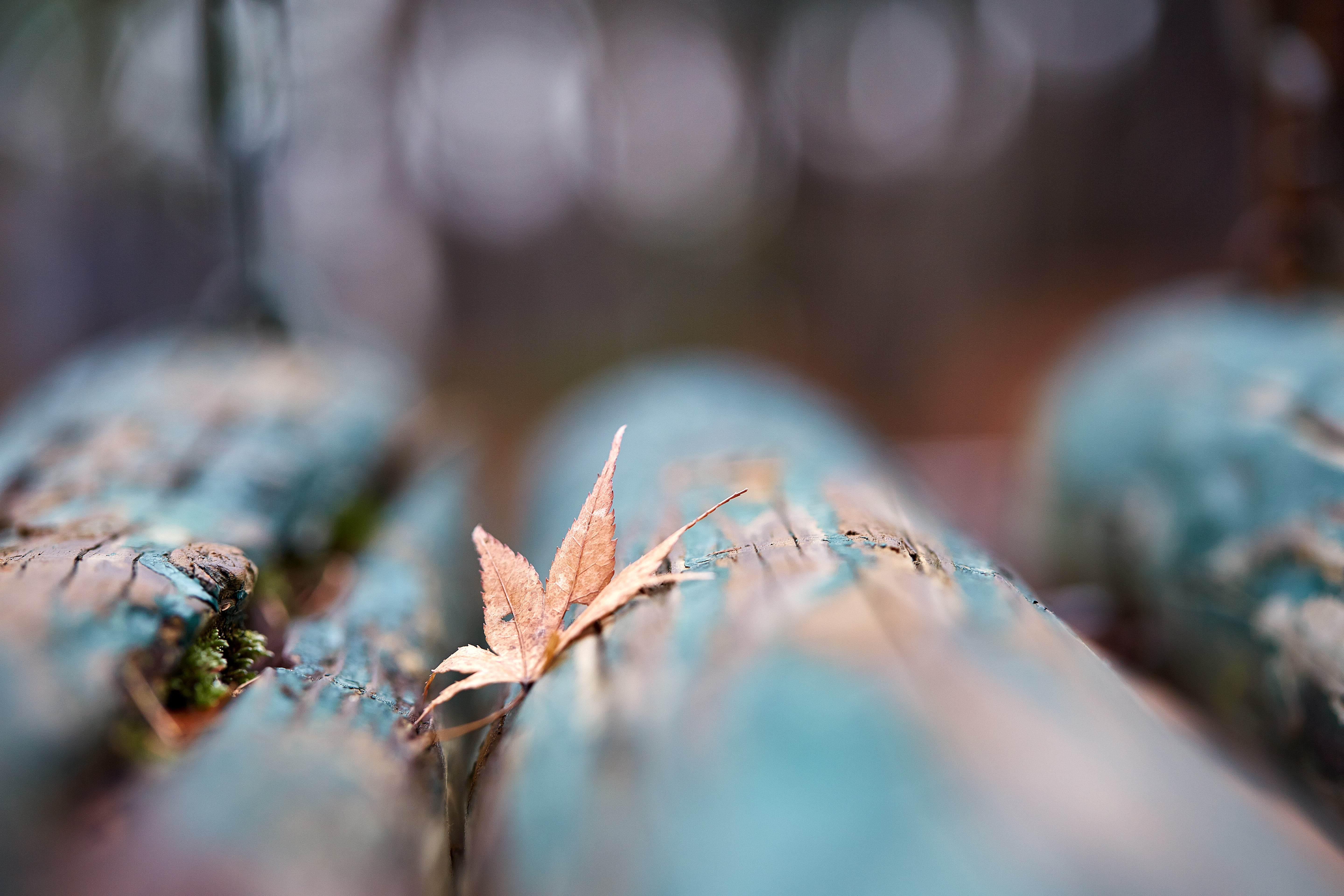 Saitama  JAPAN, Canon, bokeh, autumn, nature, leaf, Ageo, 5K, blue, park, Play, brown, macro, in blue, textile, close-up, shi, HD Wallpaper