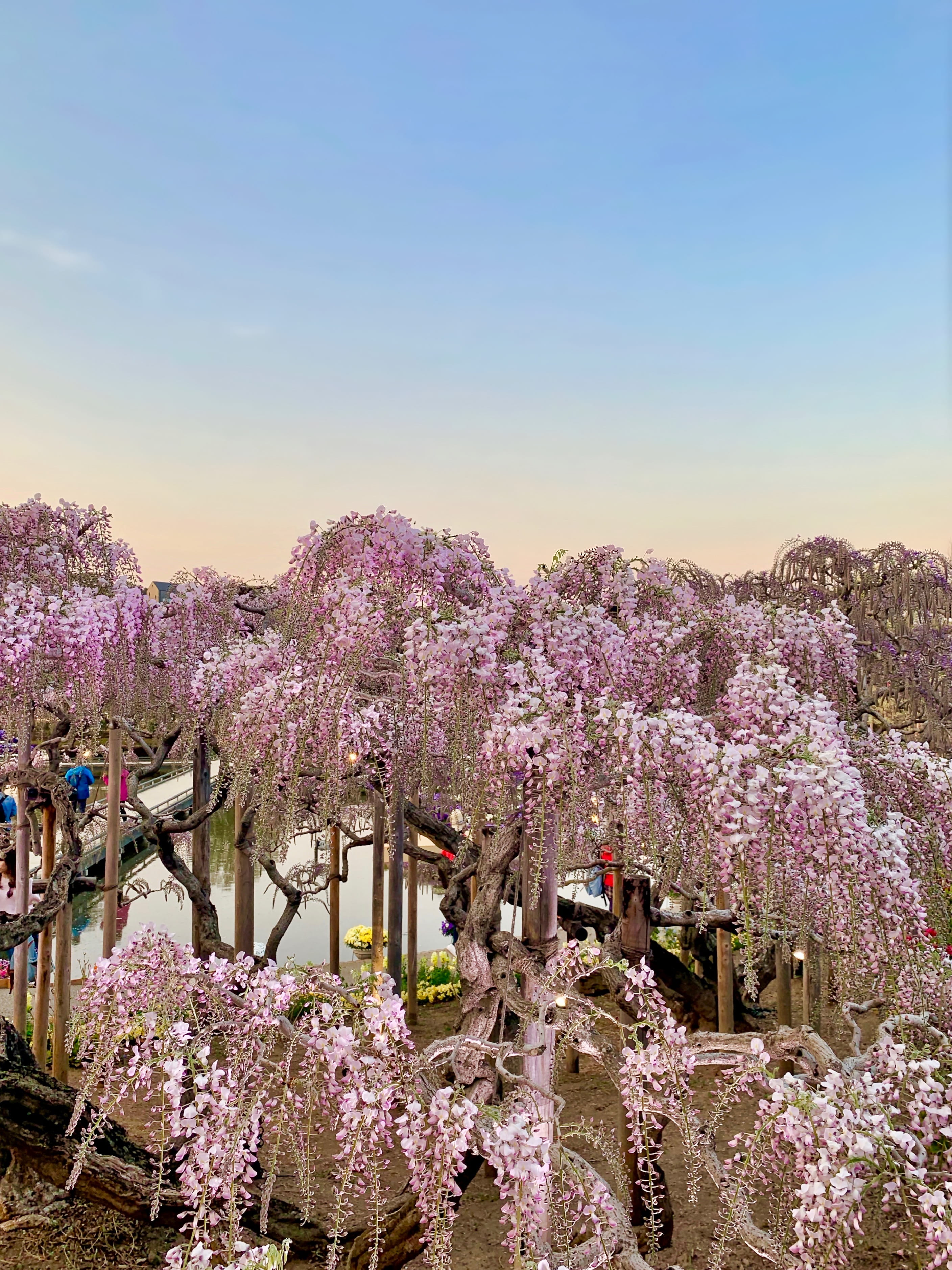 copy space, beautiful, growth, pink, outdoors, flowers, 2K, garden, fragility, flowering plant, japan, cherry blossoms, clear sky, plant, pink color, cherry blossom, Phone HD Wallpaper