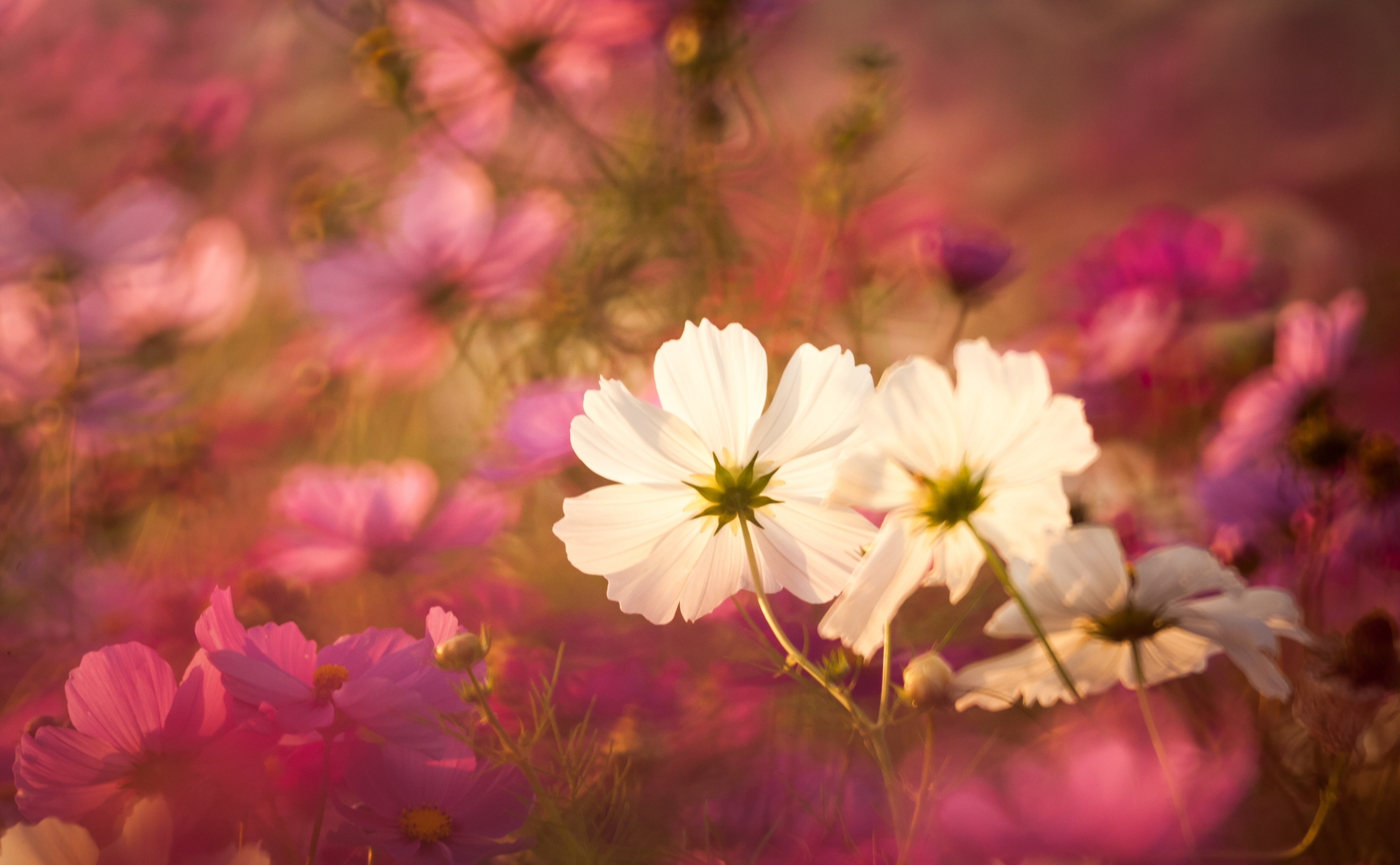 vulnerability, summer, markiii, Nature, freshness, garden, close-up, no people, petaled, kobaken, white, cosmos flower, ornamental garden, Cosmos, pink color, HD Wallpaper